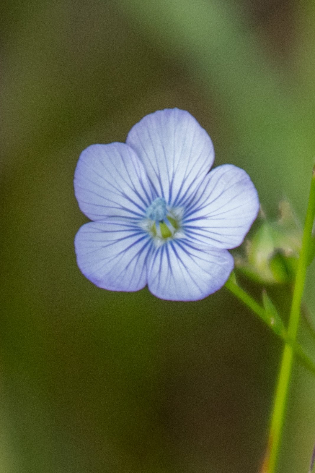 Wild Blue Flax (Linum lewisii)