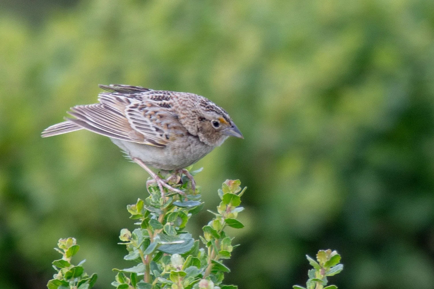 Grasshopper Sparrow (Ammodramus savannarum)