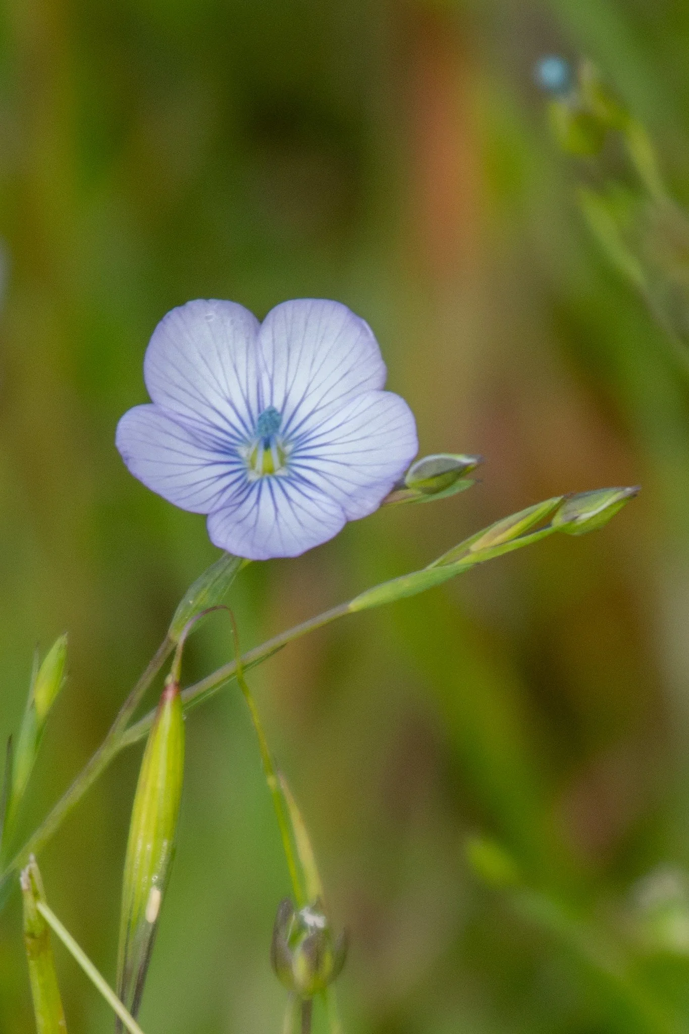 Wild Blue Flax (Linum lewisii)