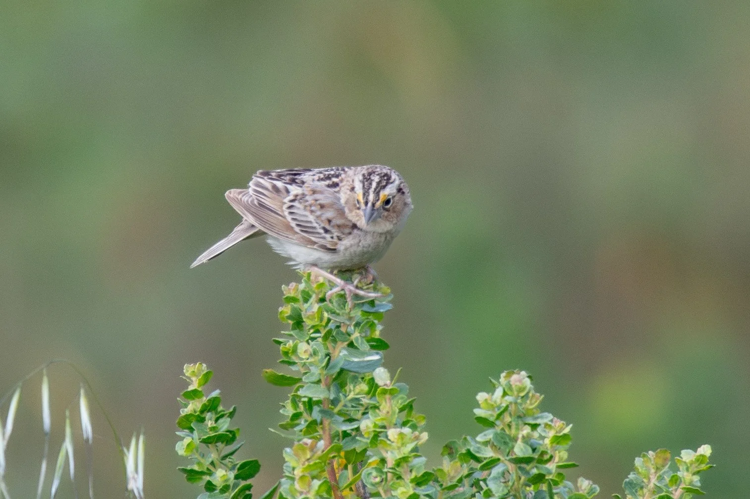 Grasshopper Sparrow (Ammodramus savannarum)