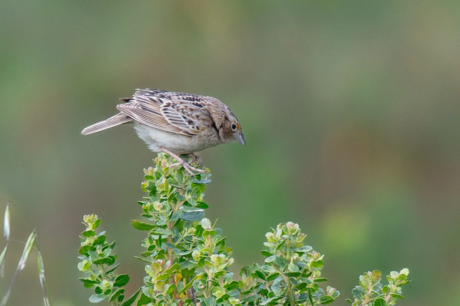 Grasshopper Sparrow (Ammodramus savannarum)
