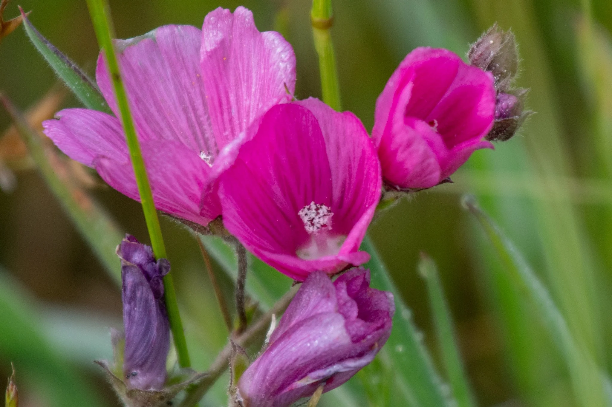 Valley Checkerbloom (Sidalcea hartwegii)