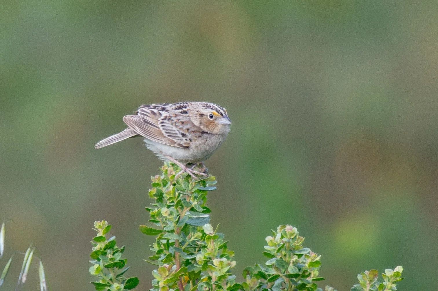 Grasshopper Sparrow (Ammodramus savannarum)