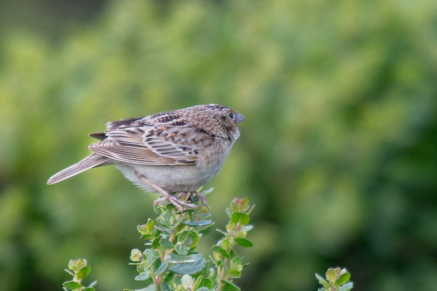 Grasshopper Sparrow (Ammodramus savannarum)