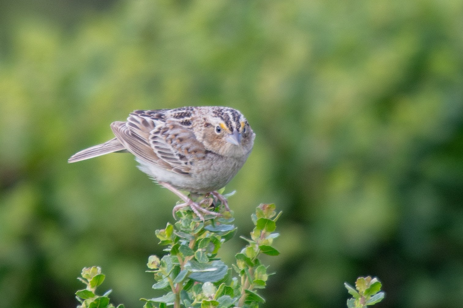 Grasshopper Sparrow (Ammodramus savannarum)