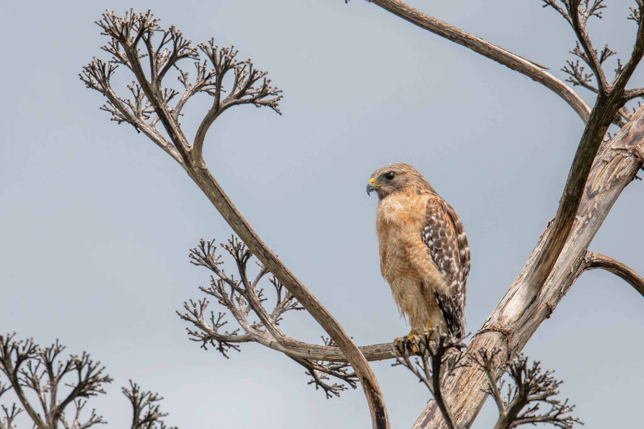 Red-shouldered Hawk (Buteo lineatus)