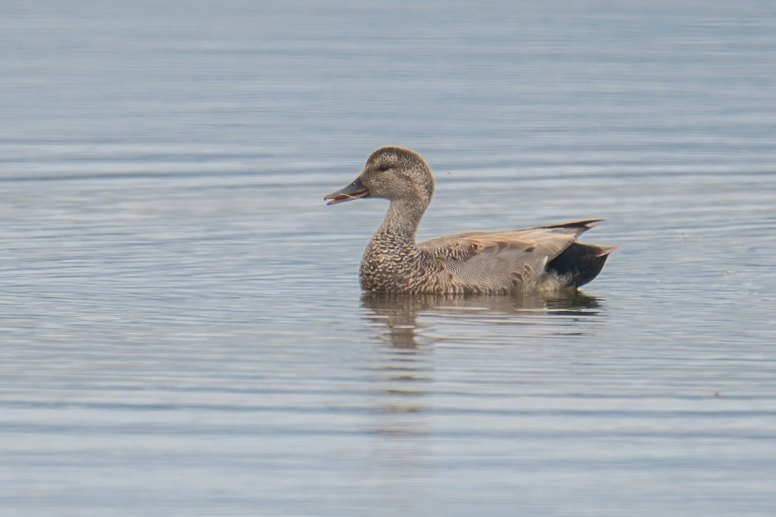 Gadwall (Mareca strepera)