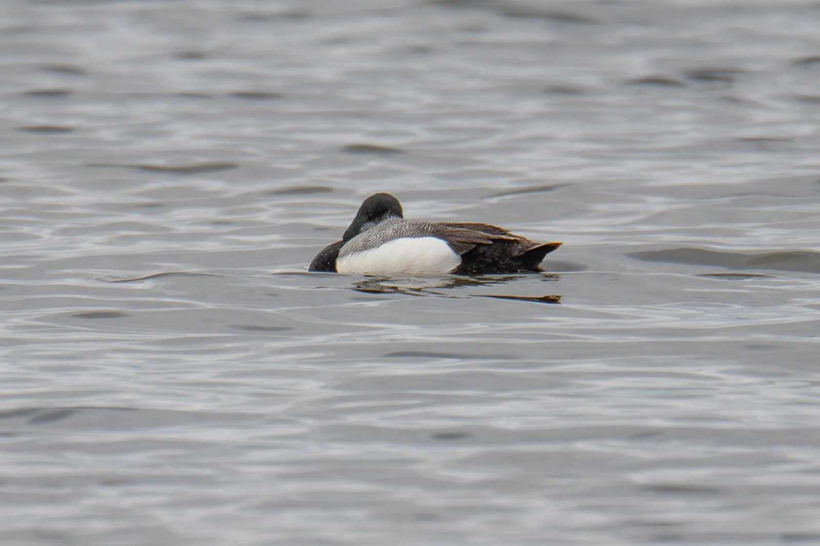 Greater Scaup (Aythya marila)