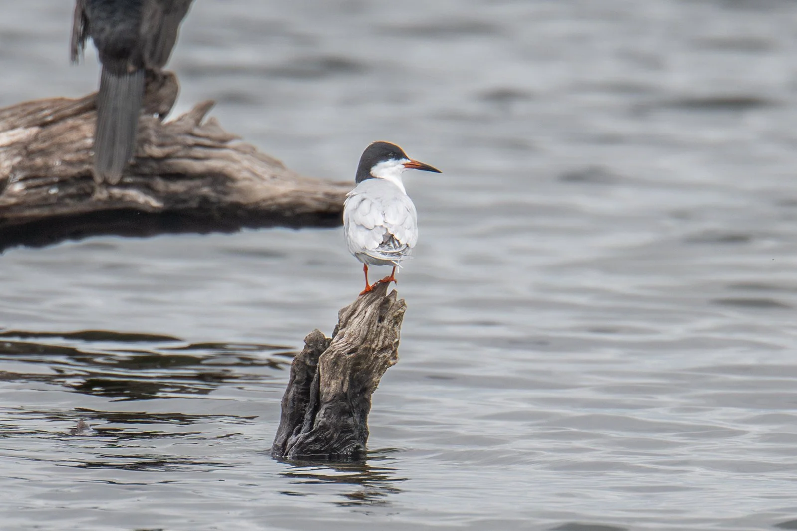 Forster's Tern (Sterna forsteri)