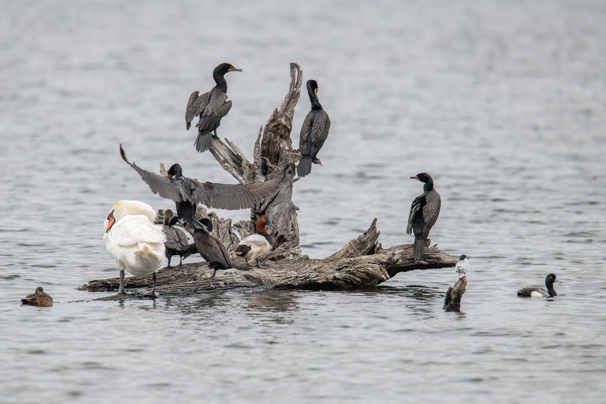 DC Cormorant, Mute Swan, Canvasback, FO Tern, and GR Scaup