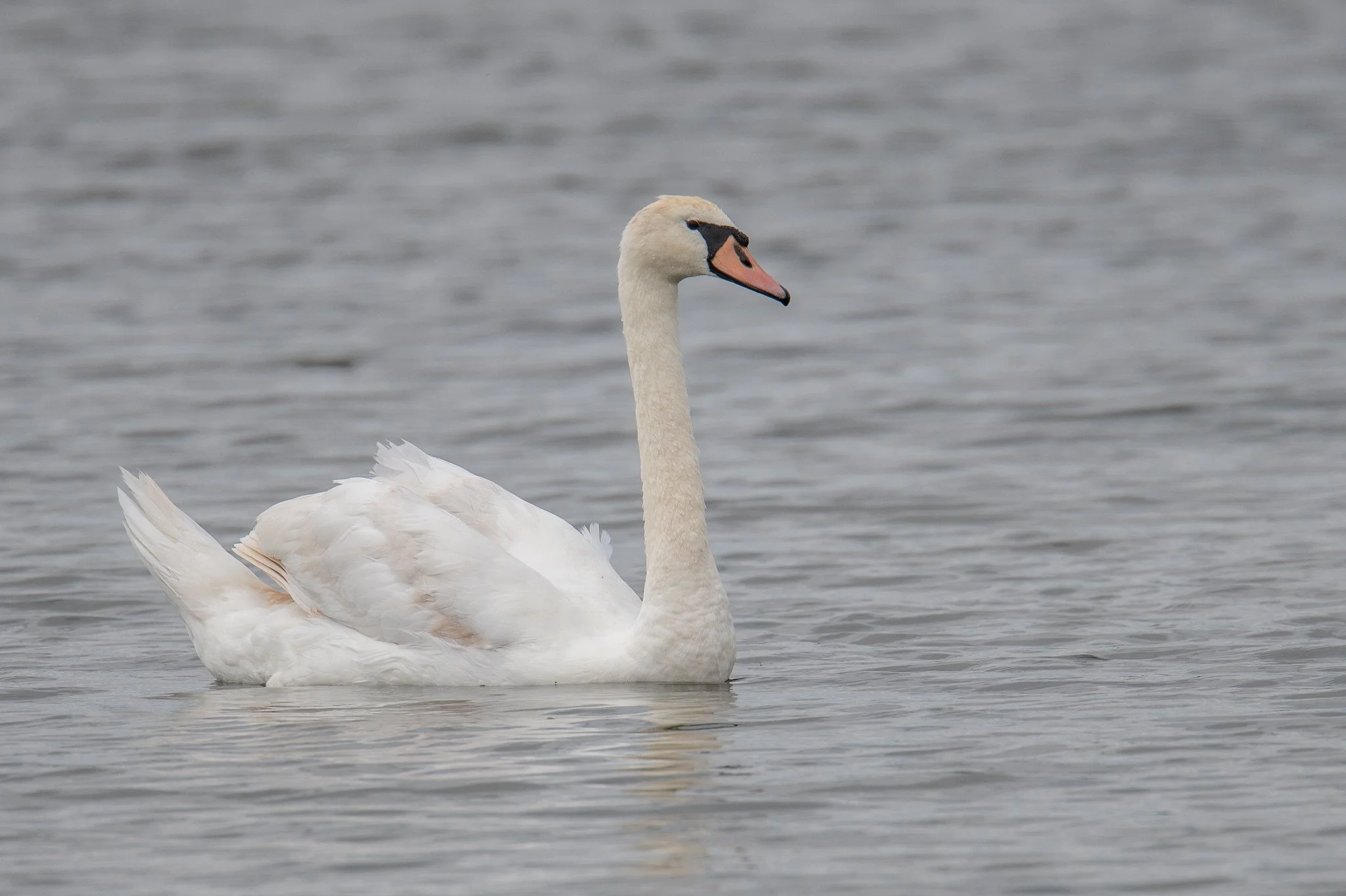 Mute Swan (Cygnus olor)