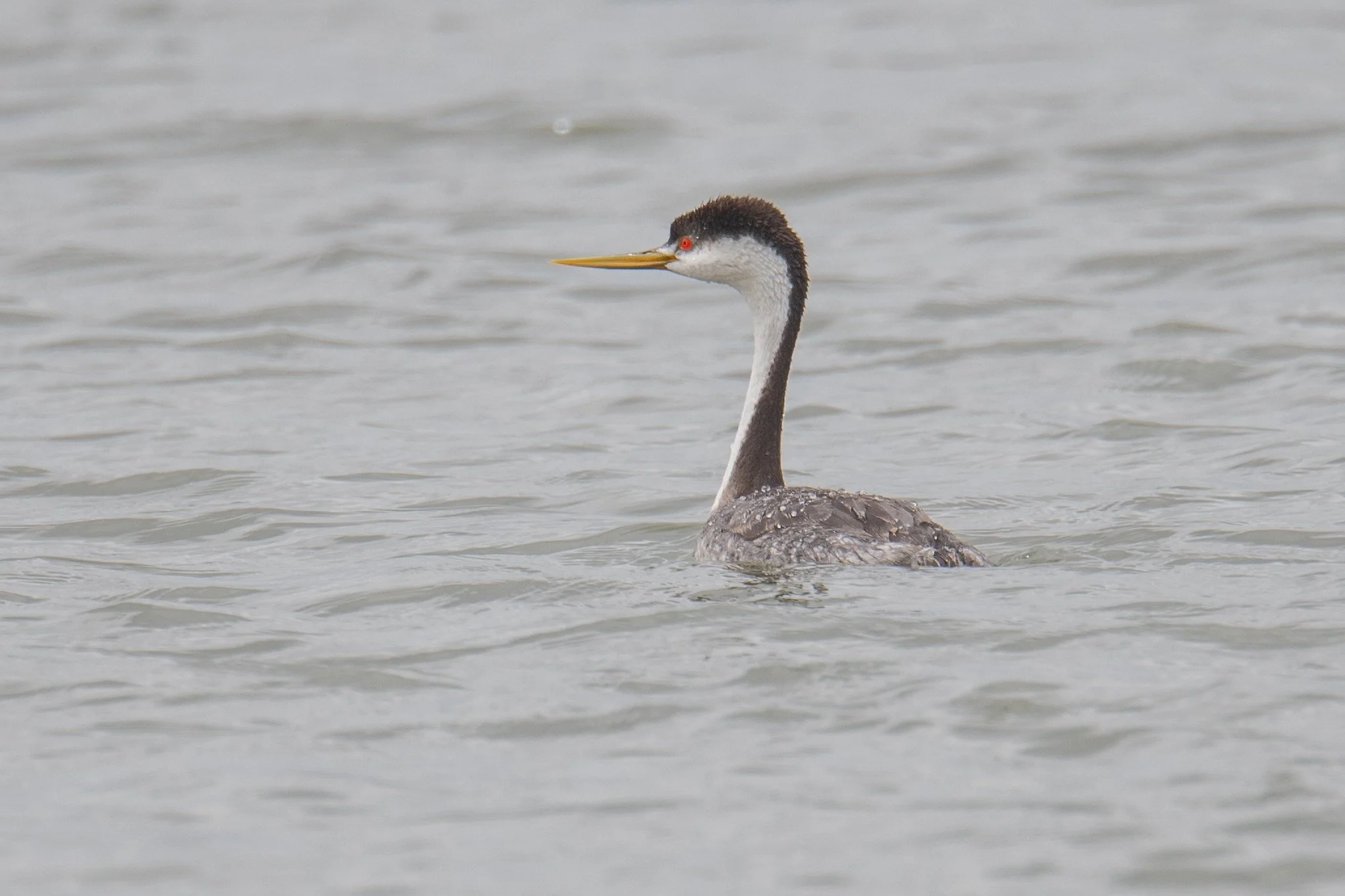 Western Grebe (Aechmophorus occidentalis)
