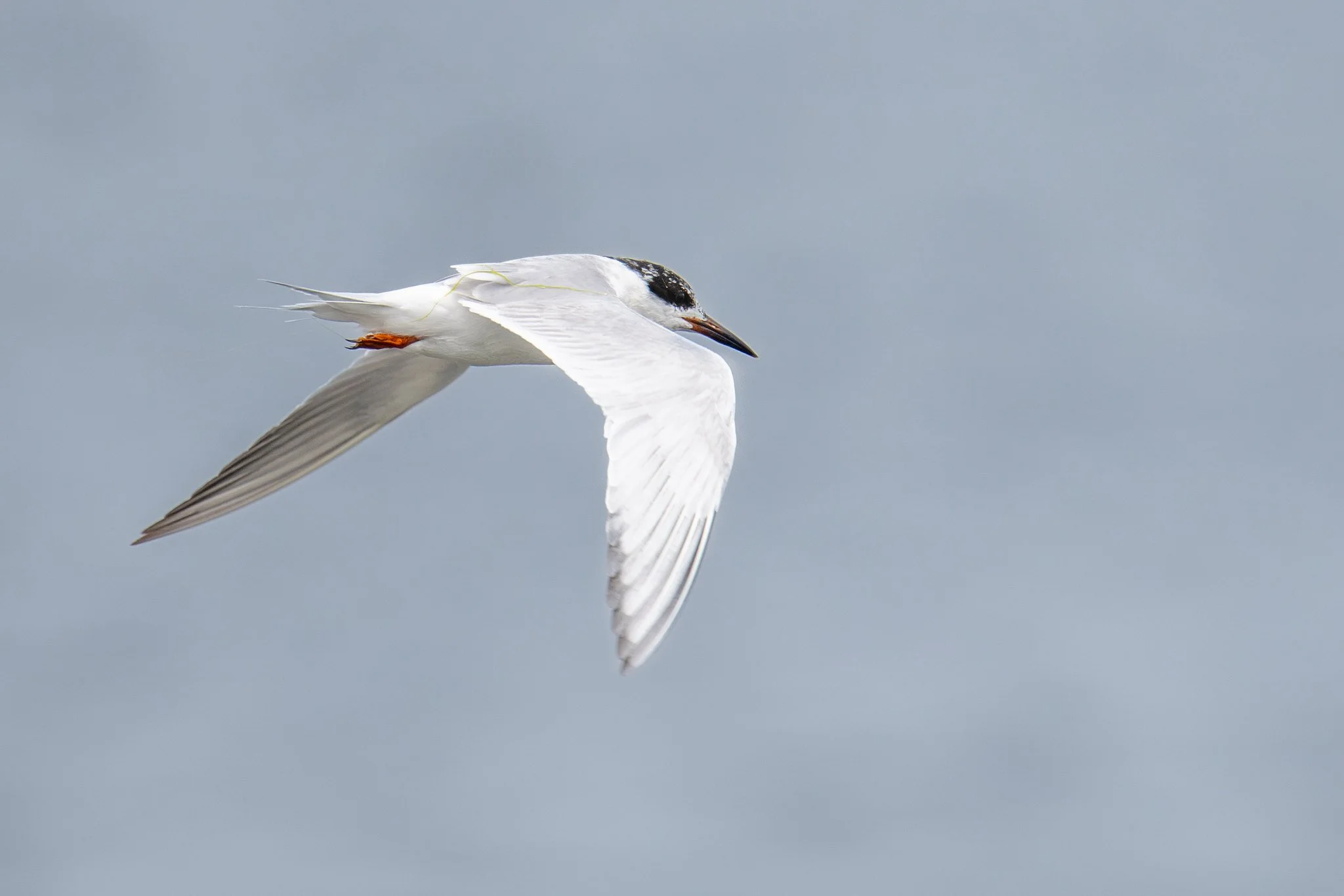 Forster's Tern (Sterna forsteri)