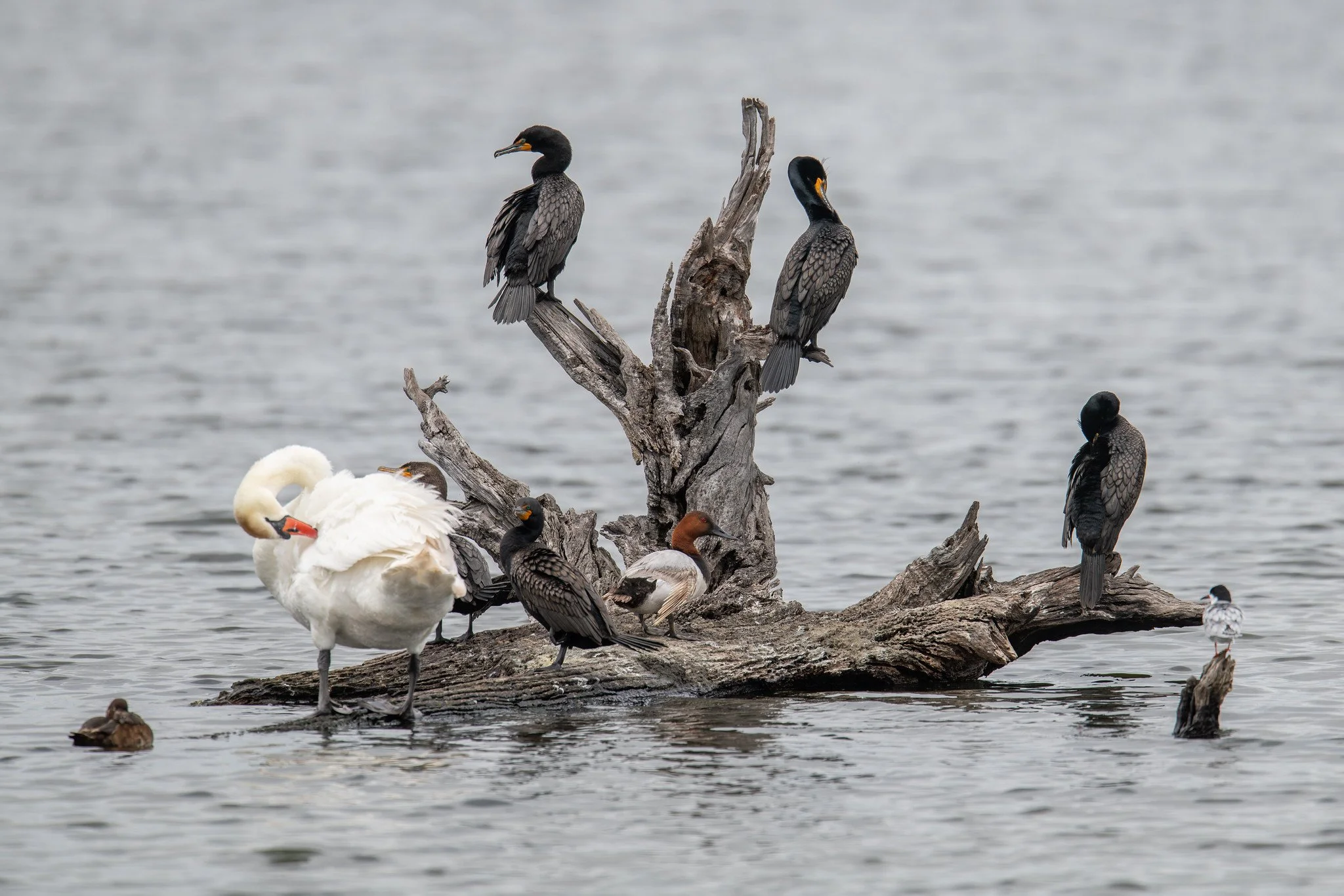 DC Cormorant, Mute Swan, FO Tern, and Canvasback
