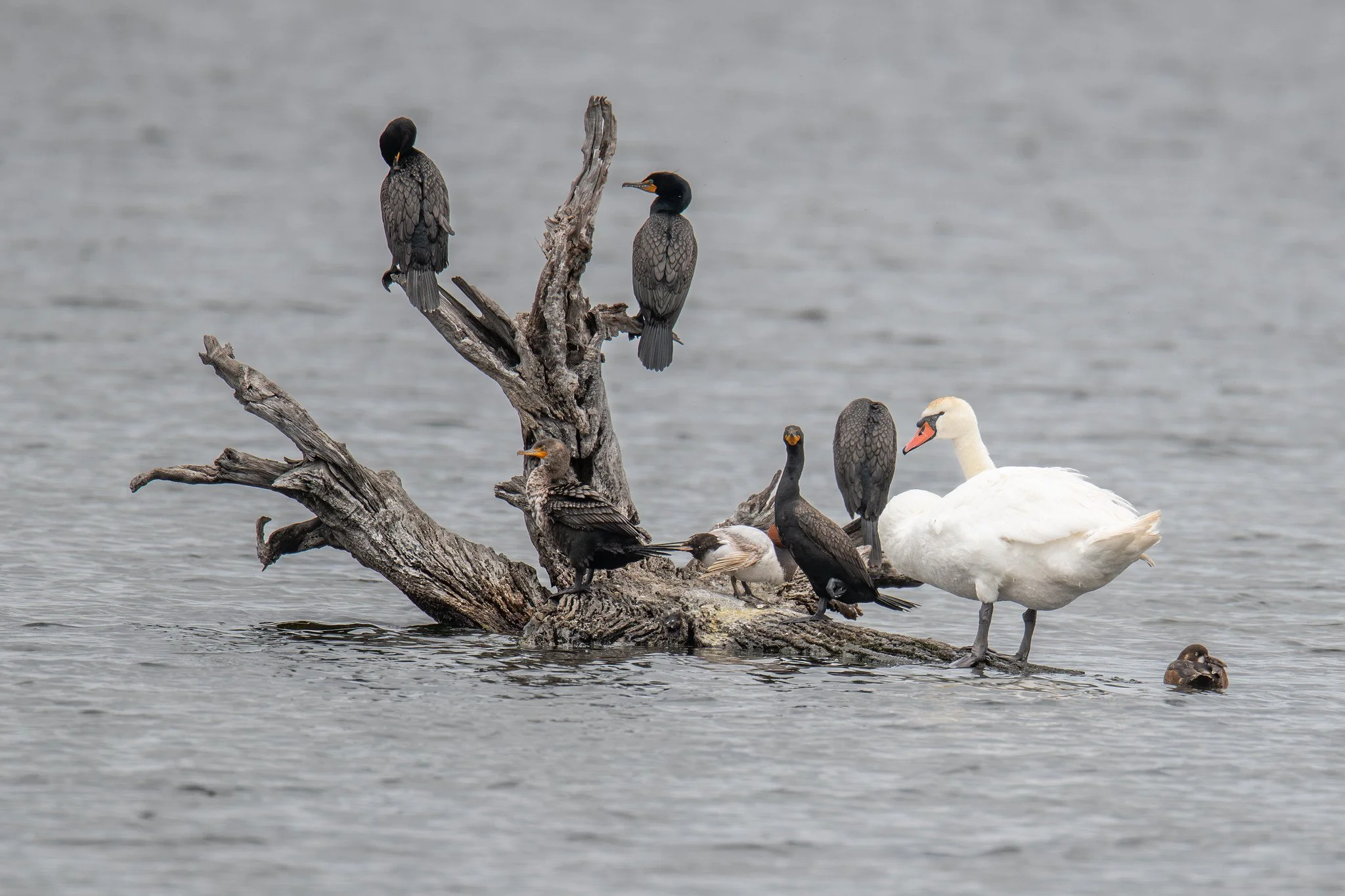 DC Cormorant, Mute Swan, and Canvasback