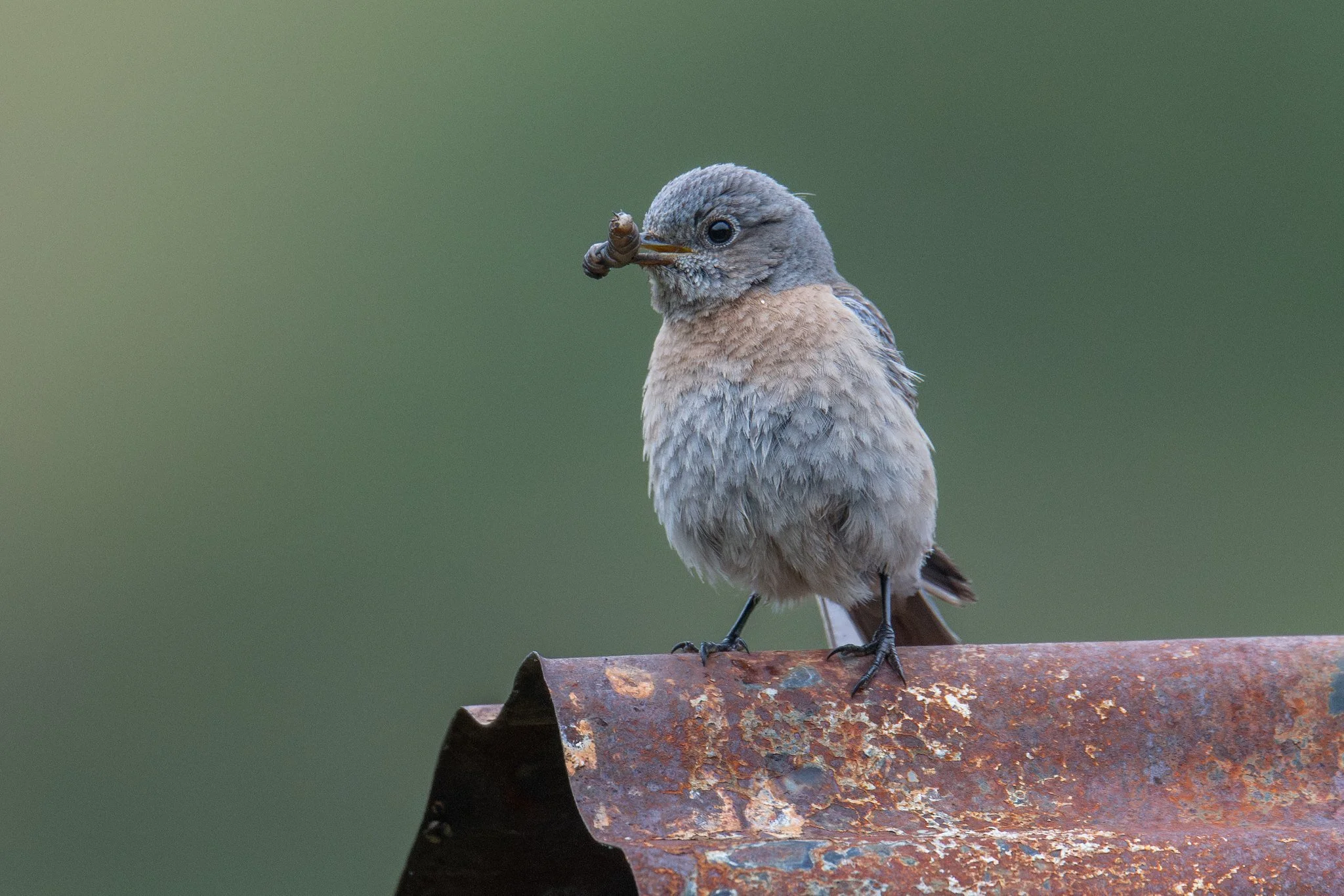 Western Bluebird (Sialia mexicana)