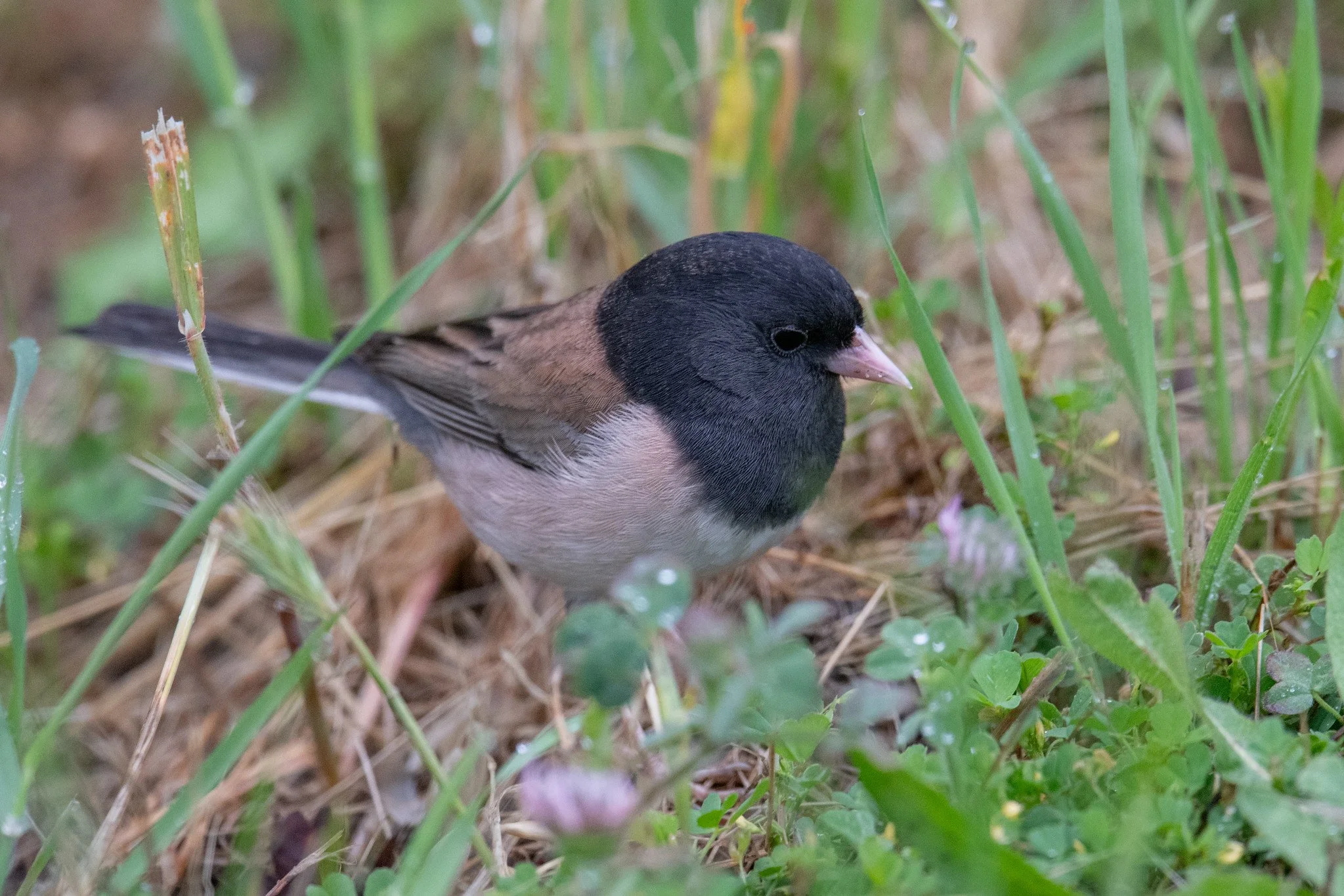 Dark-eyed Junco, Oregon (Junco hyemalis [oreganus Group])