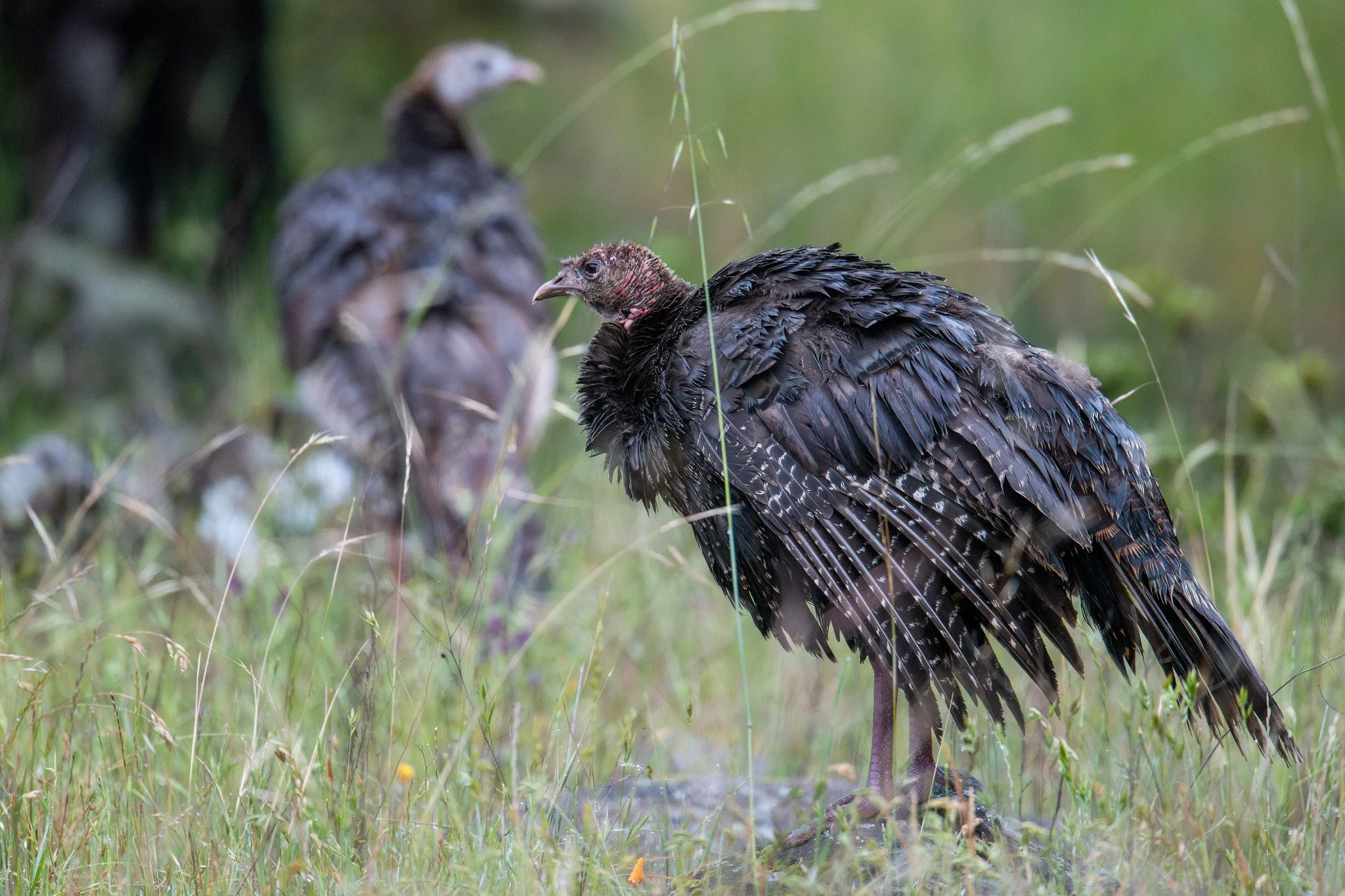 Wild Turkey (Meleagris gallopavo)