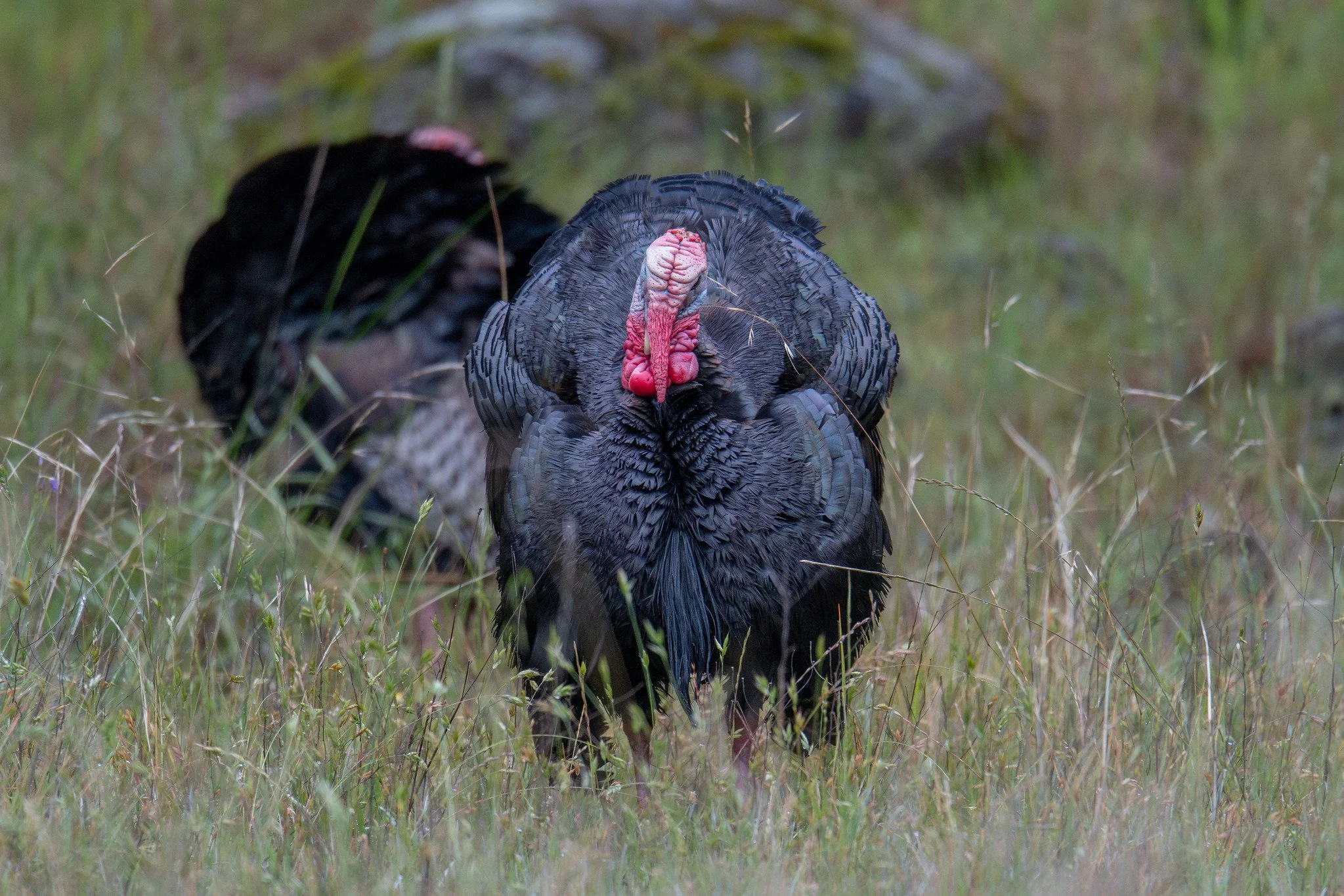 Wild Turkey (Meleagris gallopavo)