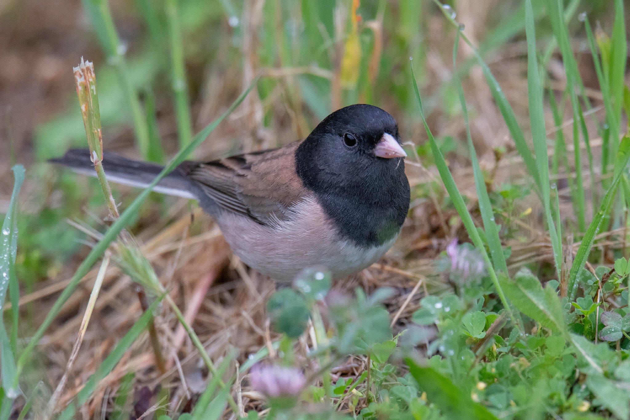 Dark-eyed Junco, Oregon (Junco hyemalis [oreganus Group])