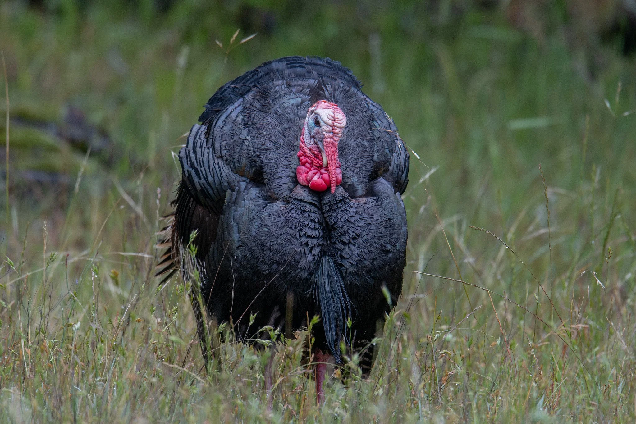 Wild Turkey (Meleagris gallopavo)
