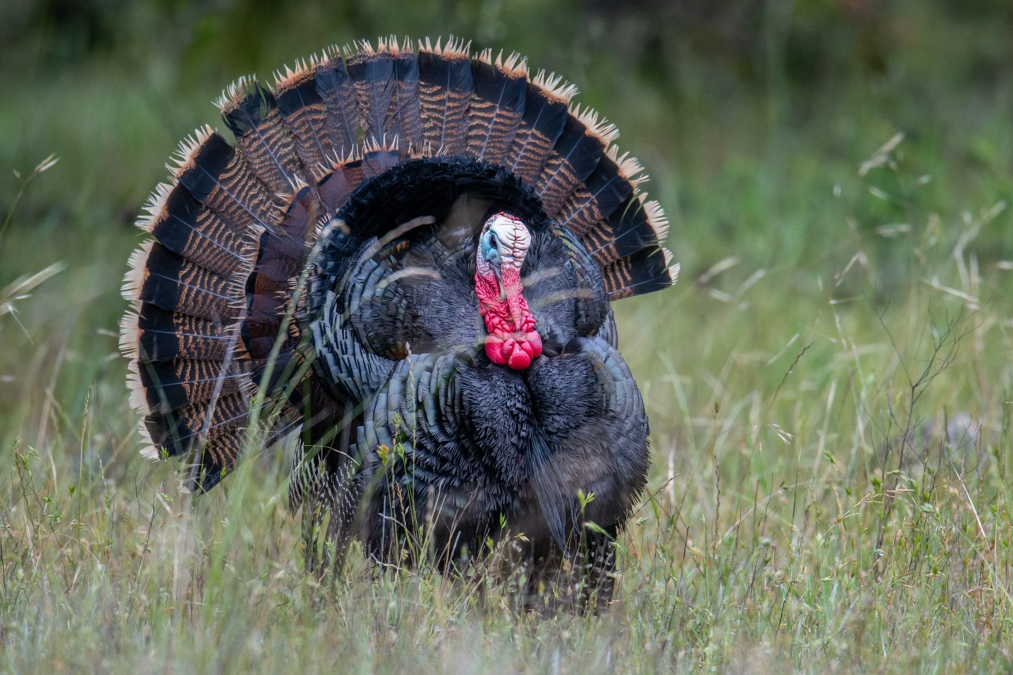 Wild Turkey (Meleagris gallopavo)