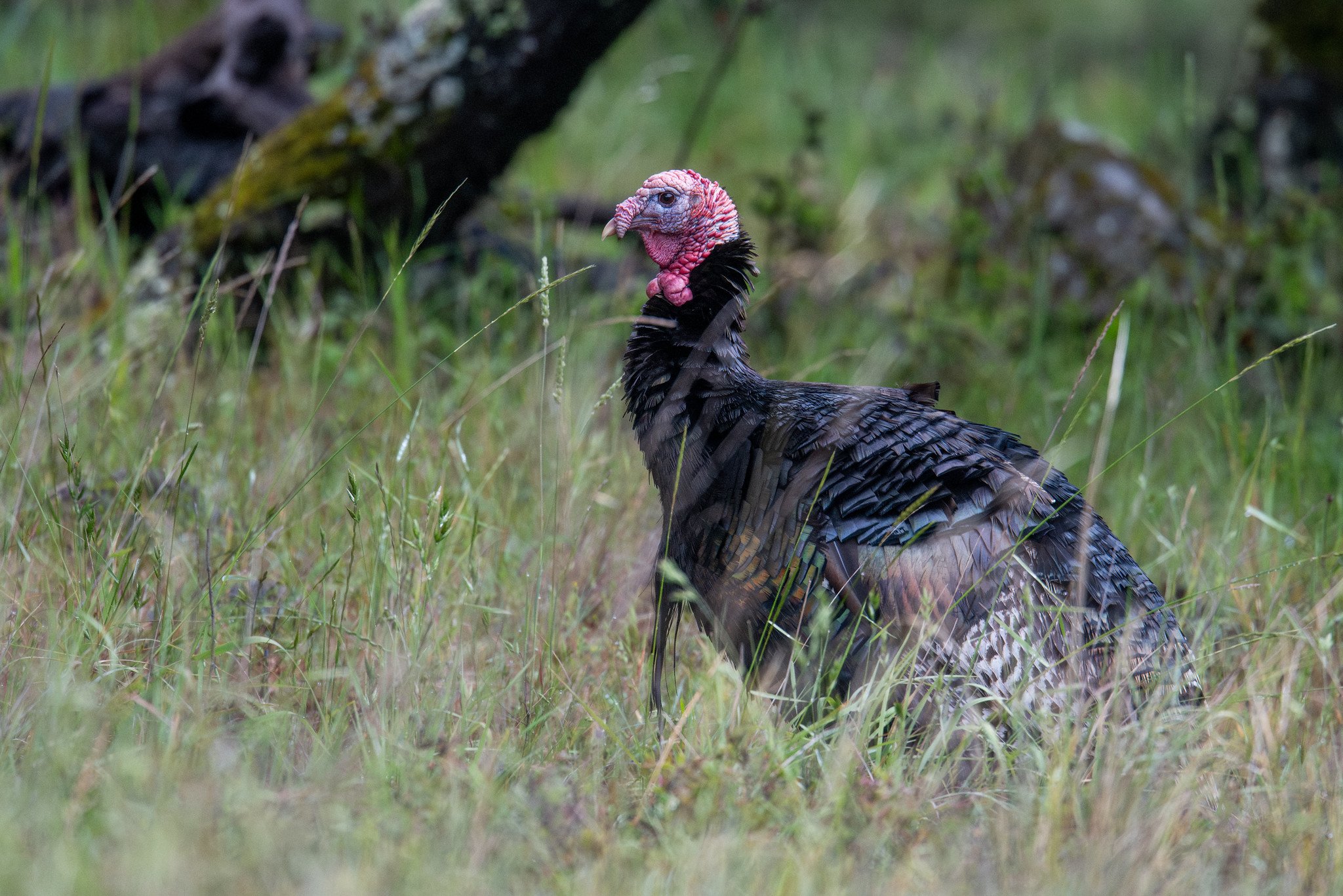 Wild Turkey (Meleagris gallopavo)