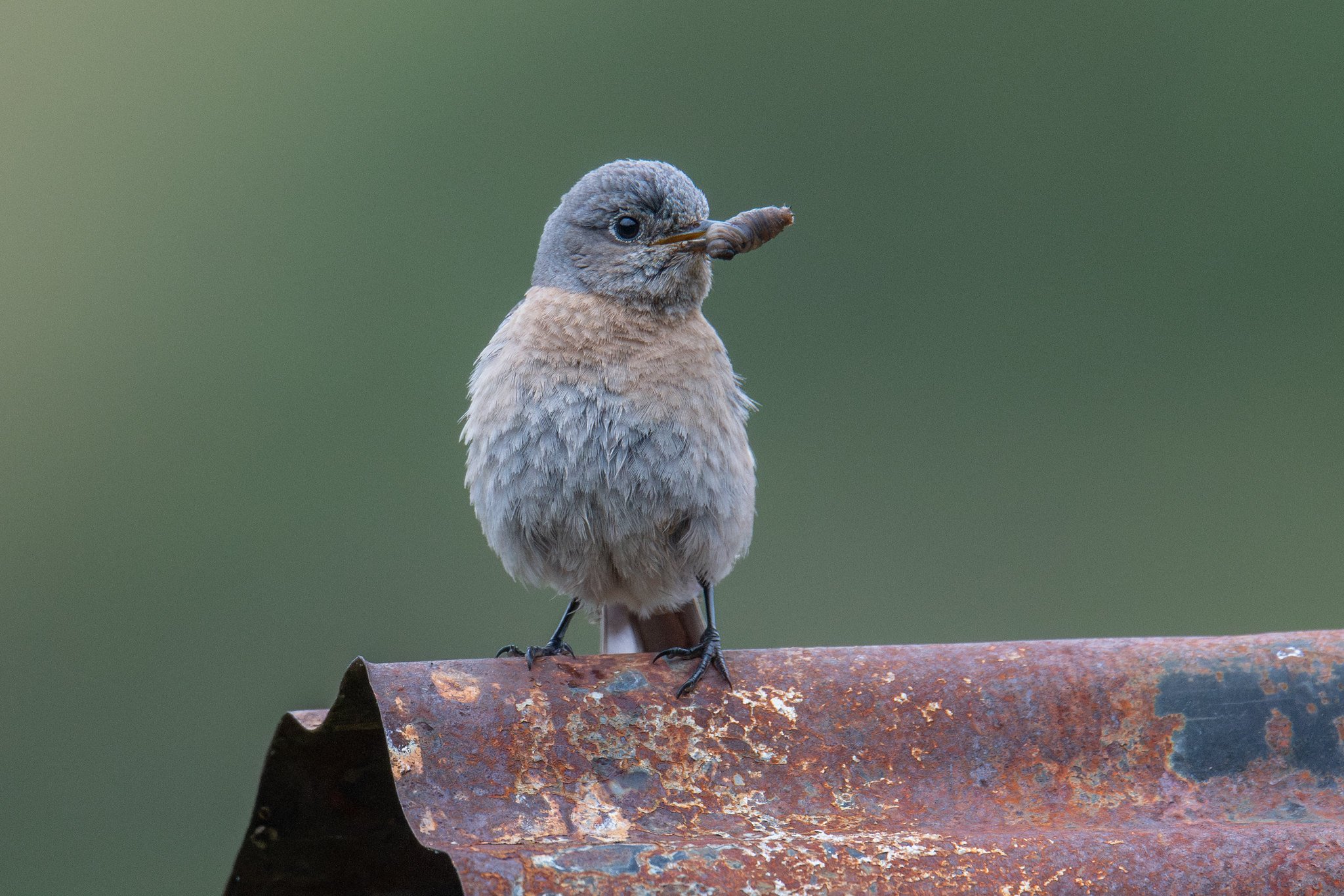 Western Bluebird (Sialia mexicana)