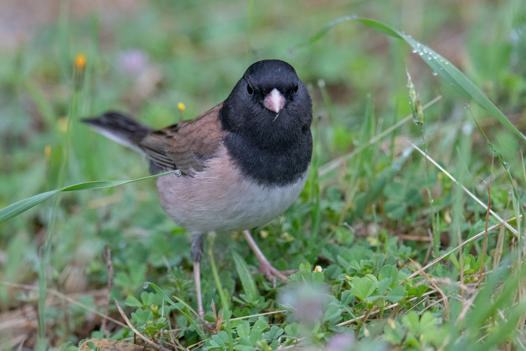 Dark-eyed Junco, Oregon (Junco hyemalis [oreganus Group])