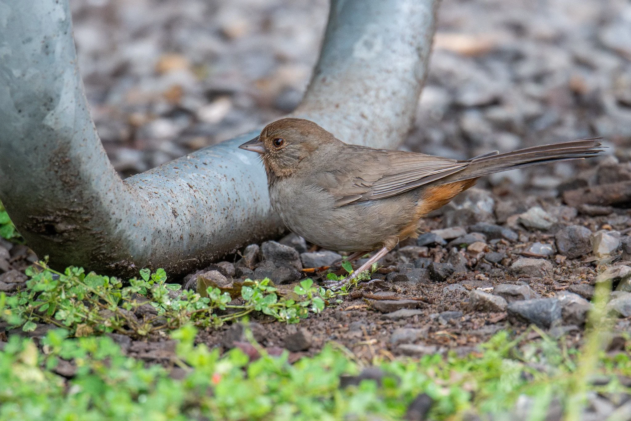 California Towhee (Melozone crissalis)