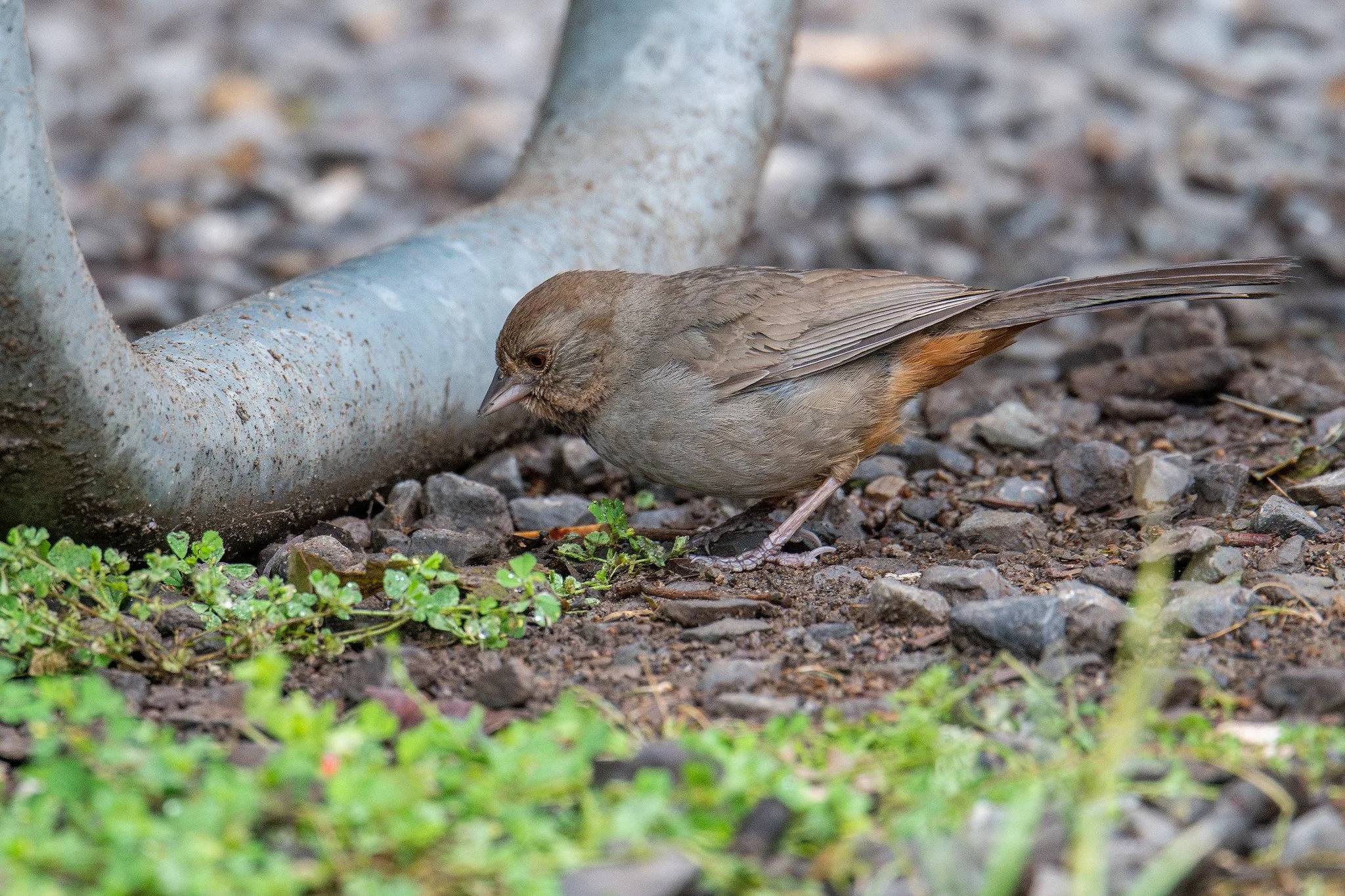 California Towhee (Melozone crissalis)
