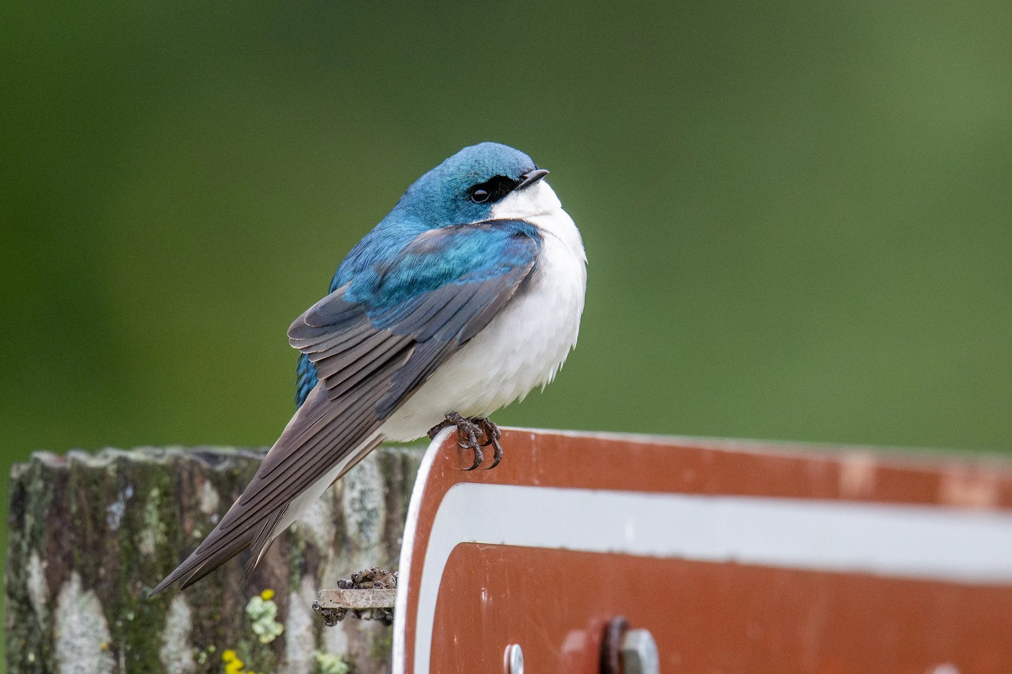 Tree Swallow (Tachycineta bicolor)