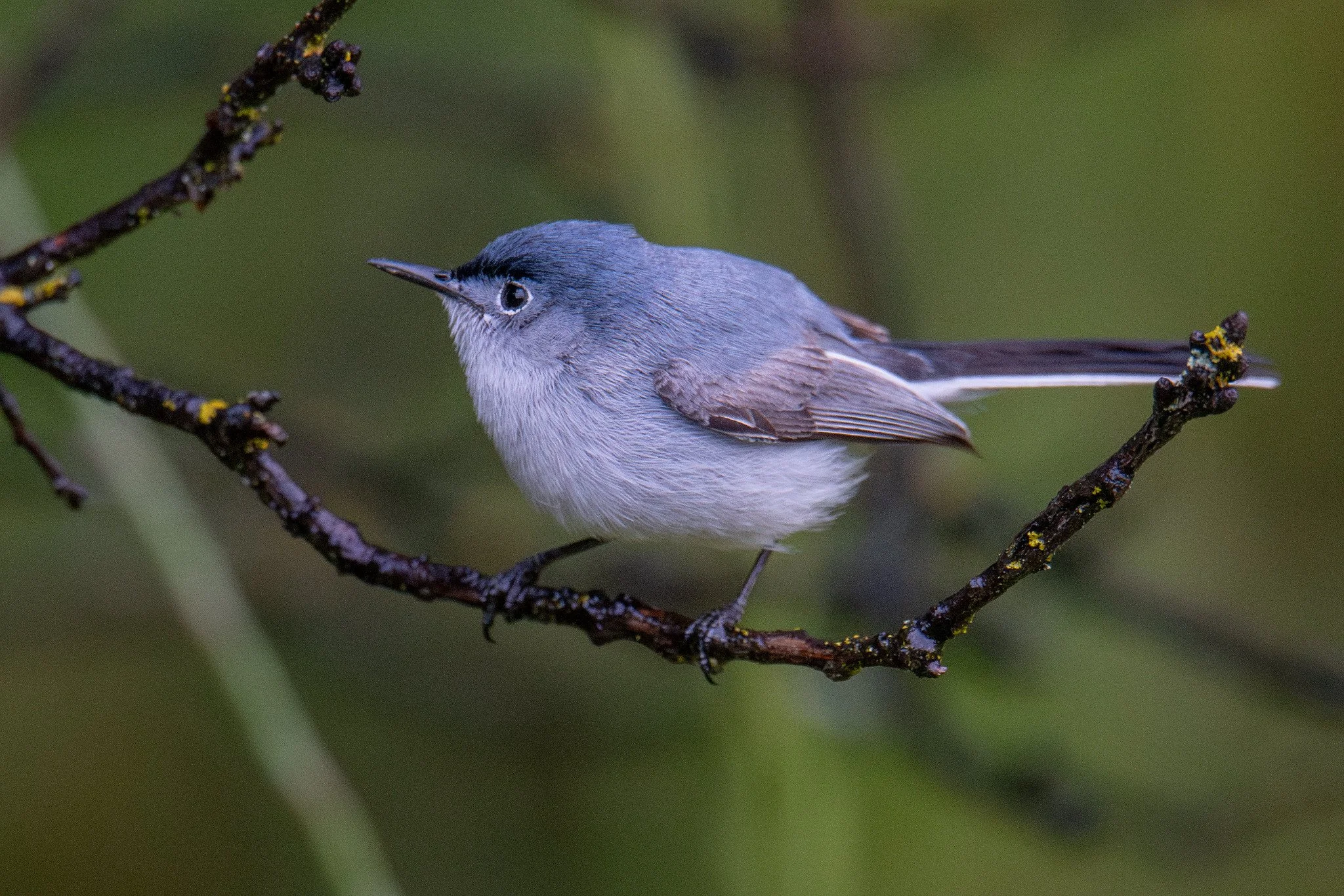 Blue-gray Gnatcatcher (Polioptila caerulea)