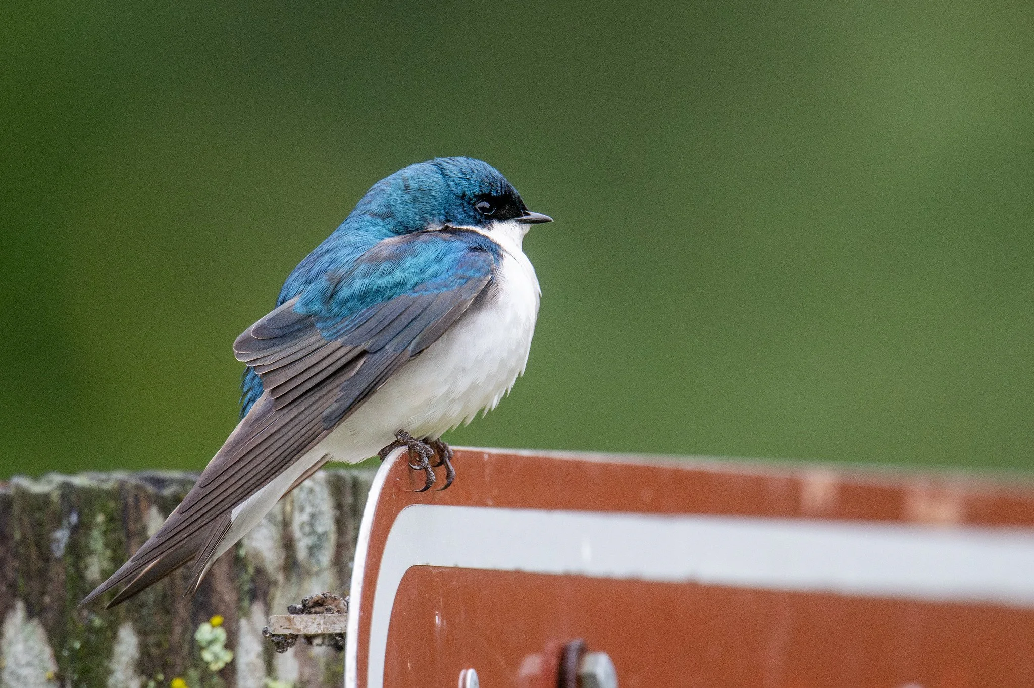 Tree Swallow (Tachycineta bicolor)