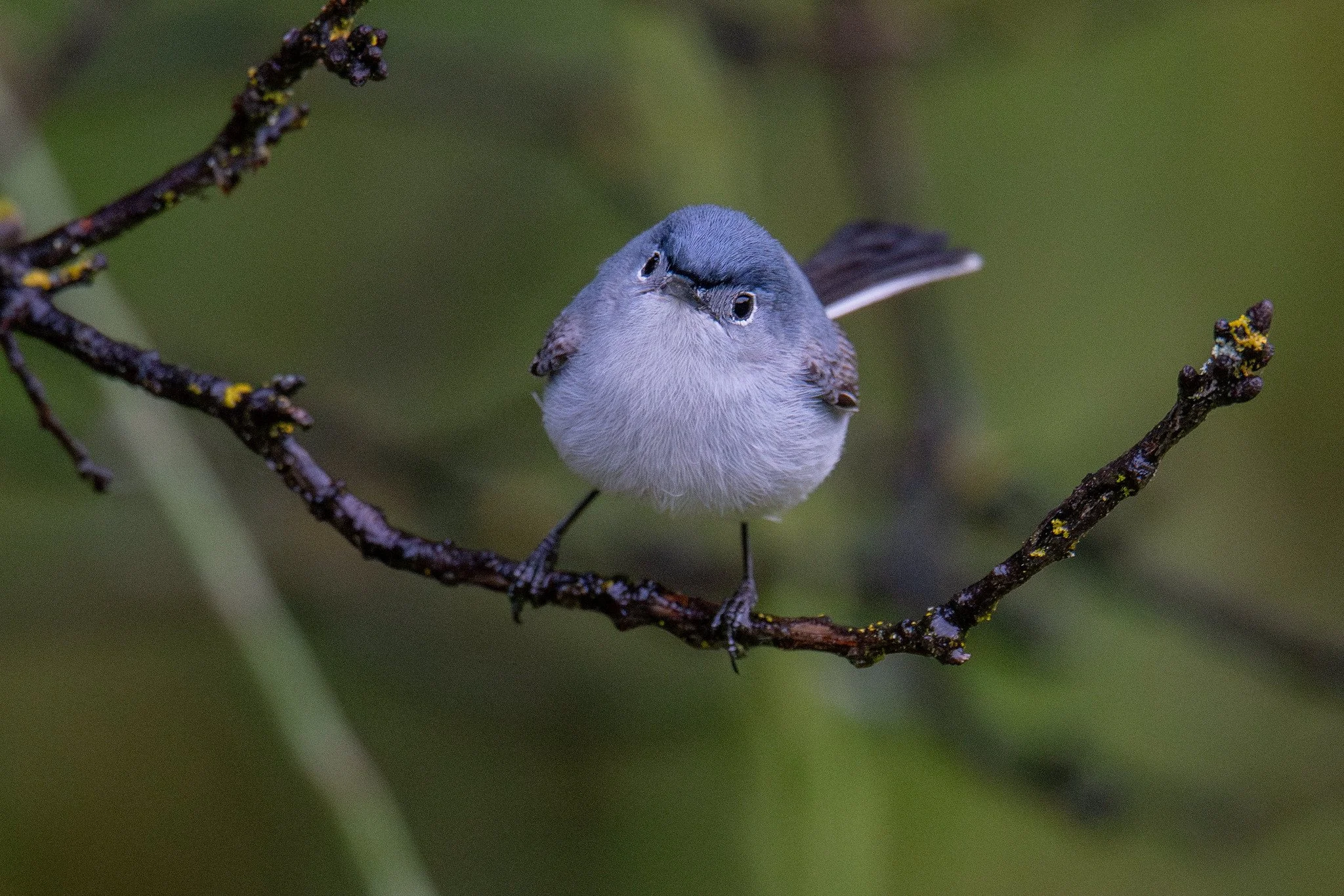 Blue-gray Gnatcatcher (Polioptila caerulea)