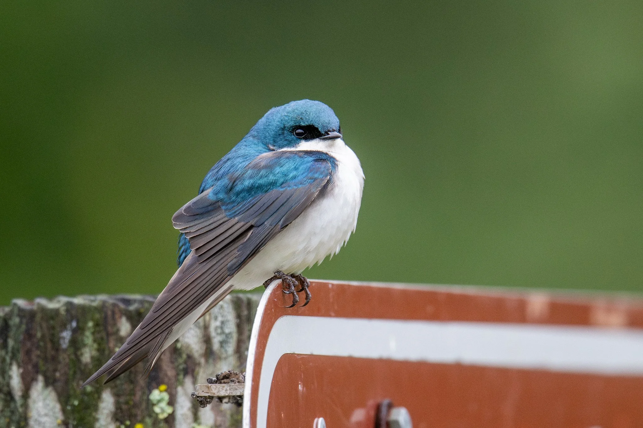 Tree Swallow (Tachycineta bicolor)