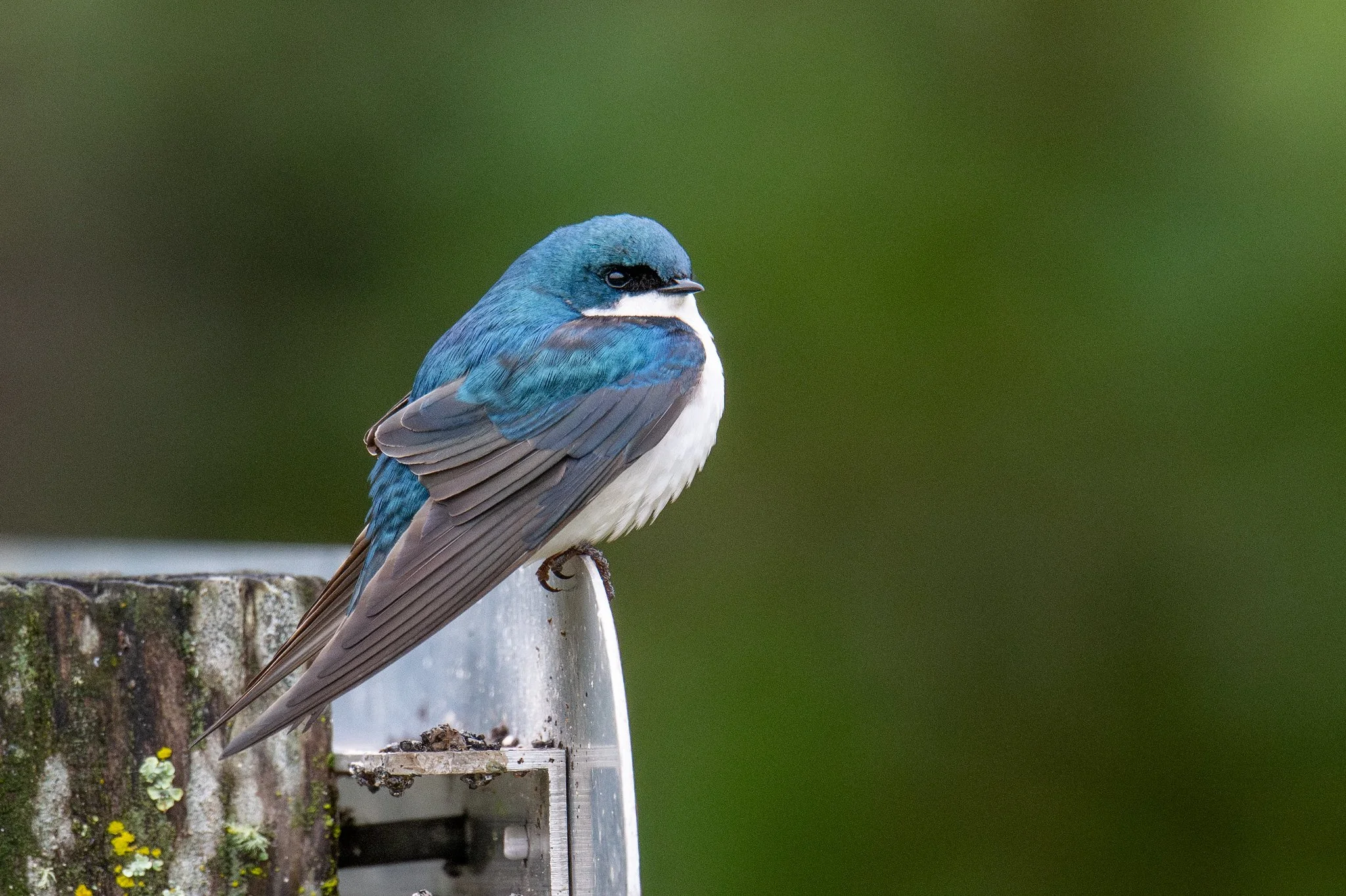 Tree Swallow (Tachycineta bicolor)