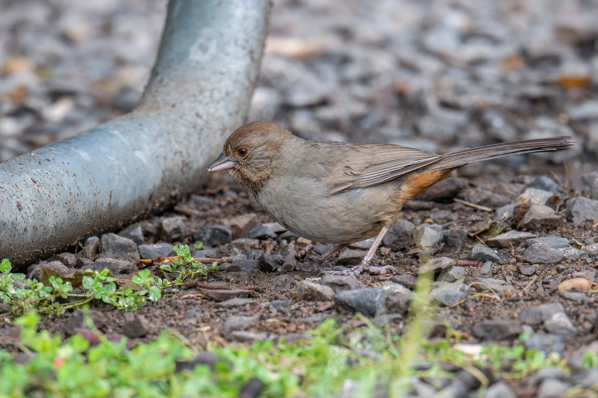 California Towhee (Melozone crissalis)