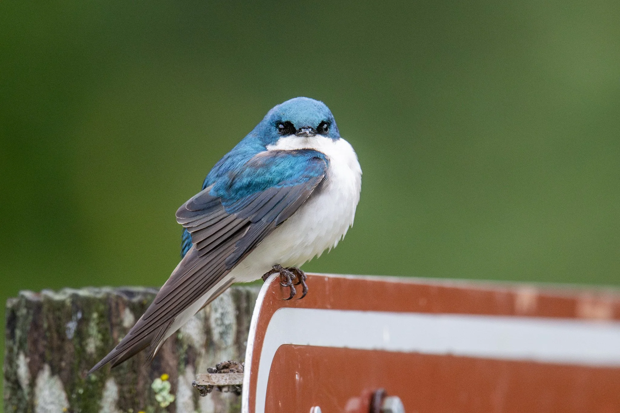 Tree Swallow (Tachycineta bicolor)