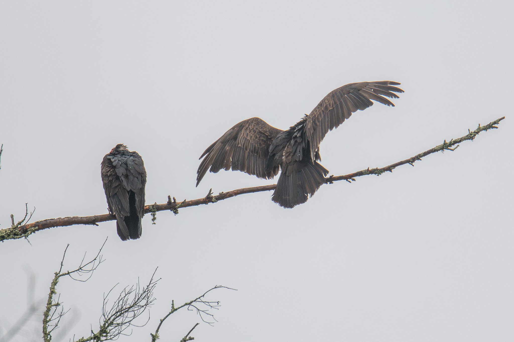Turkey Vulture (Cathartes aura)
