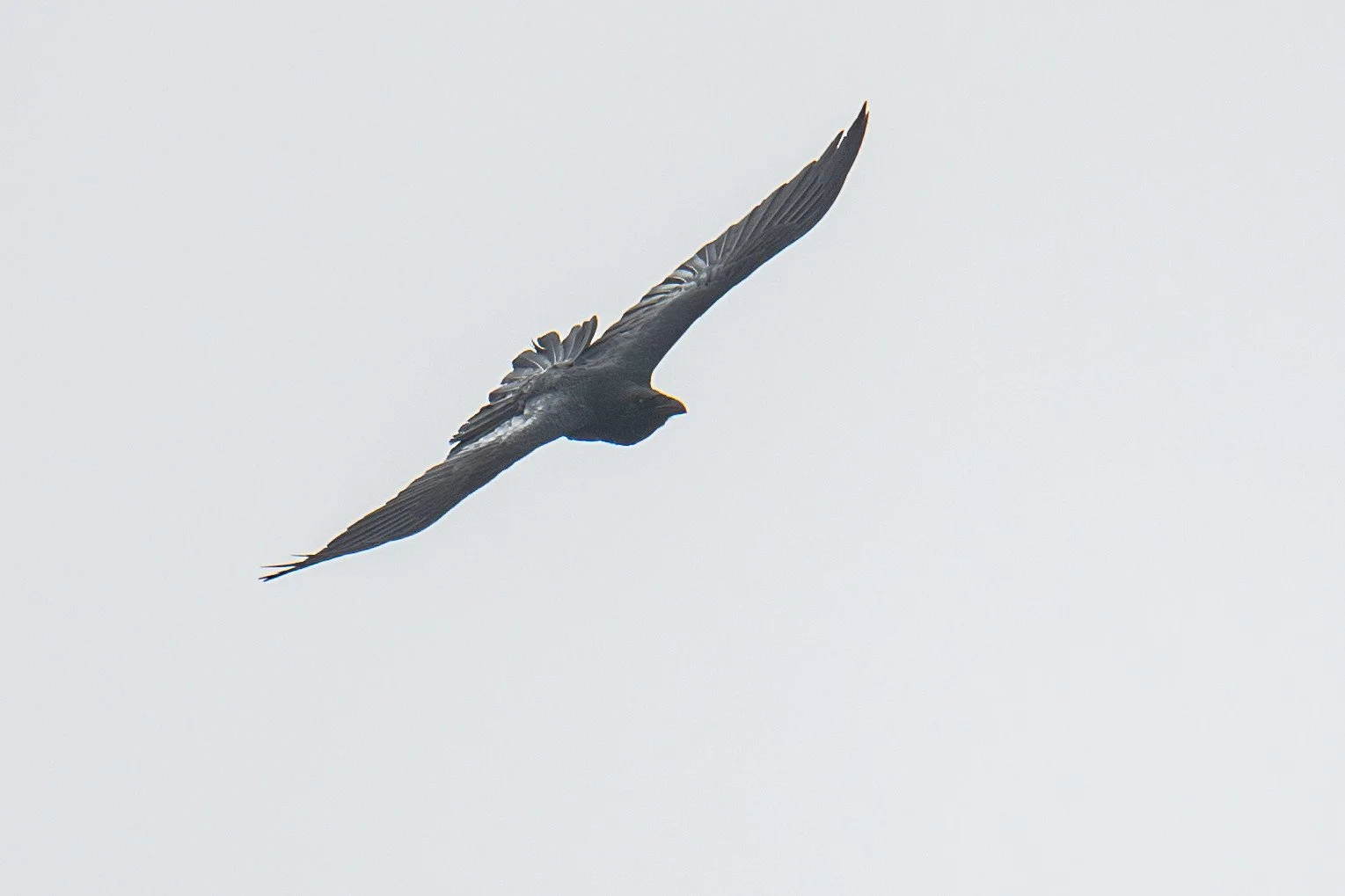 Crow harassing Raven