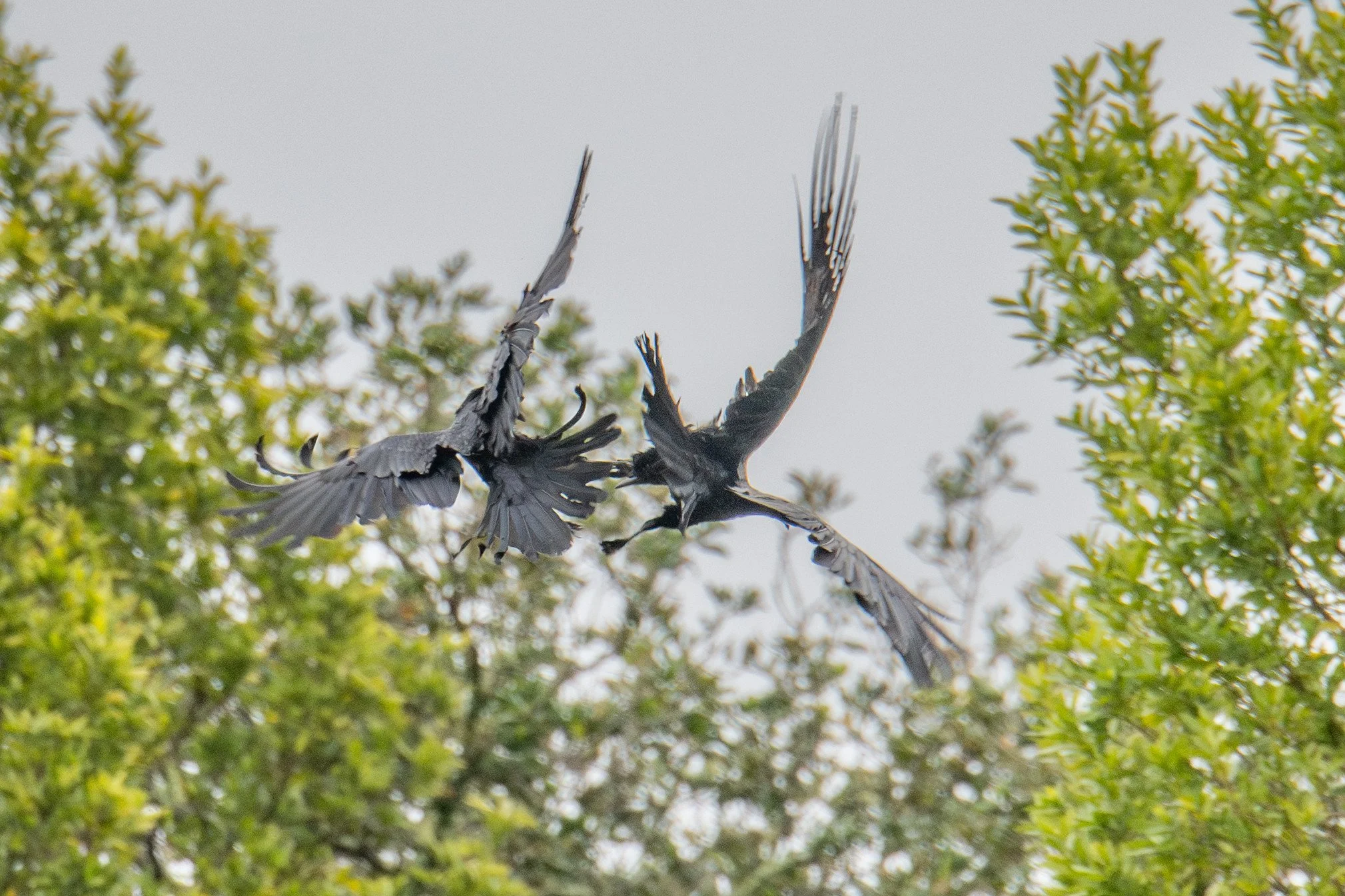 Crow harassing Raven