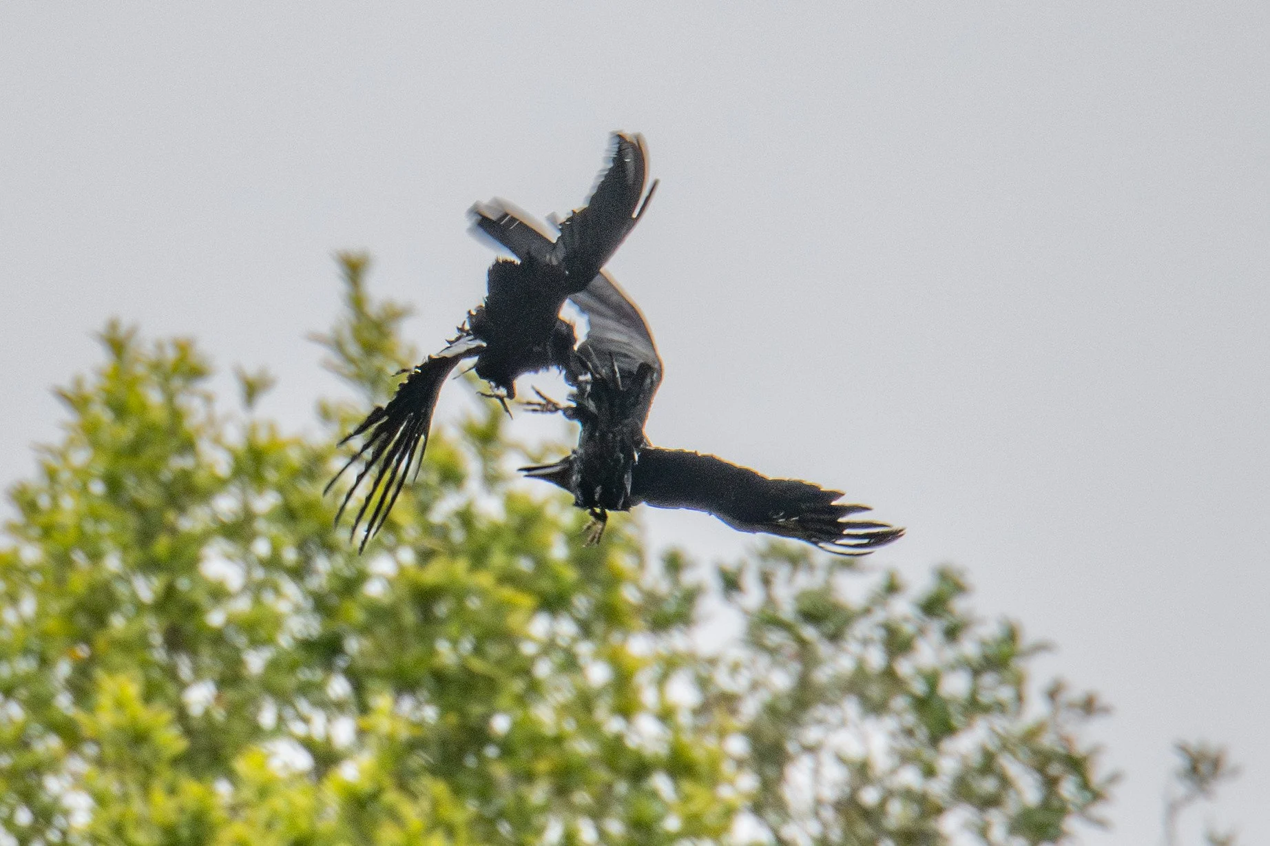 Crow harassing Raven