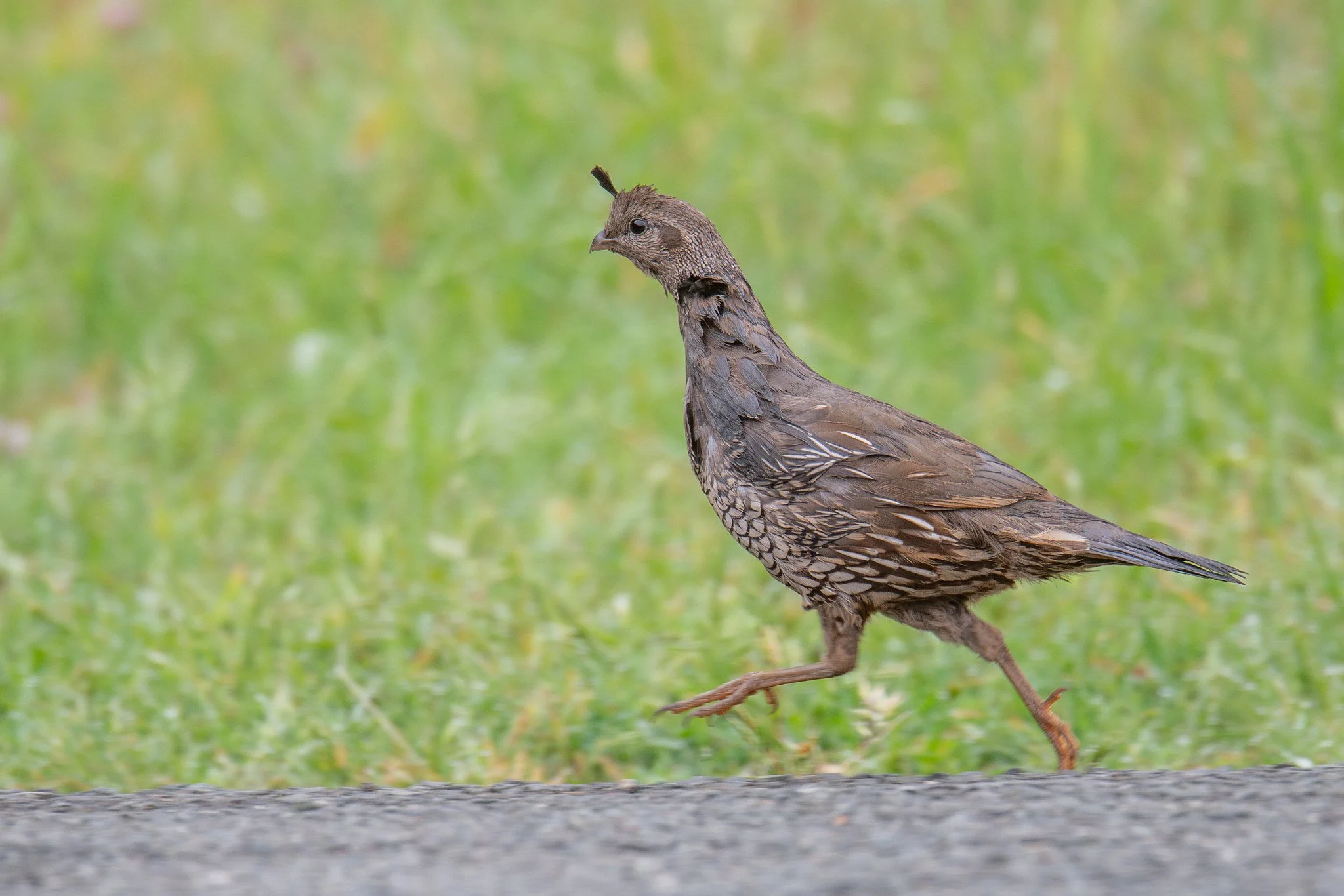 California Quail (Callipepla californica)