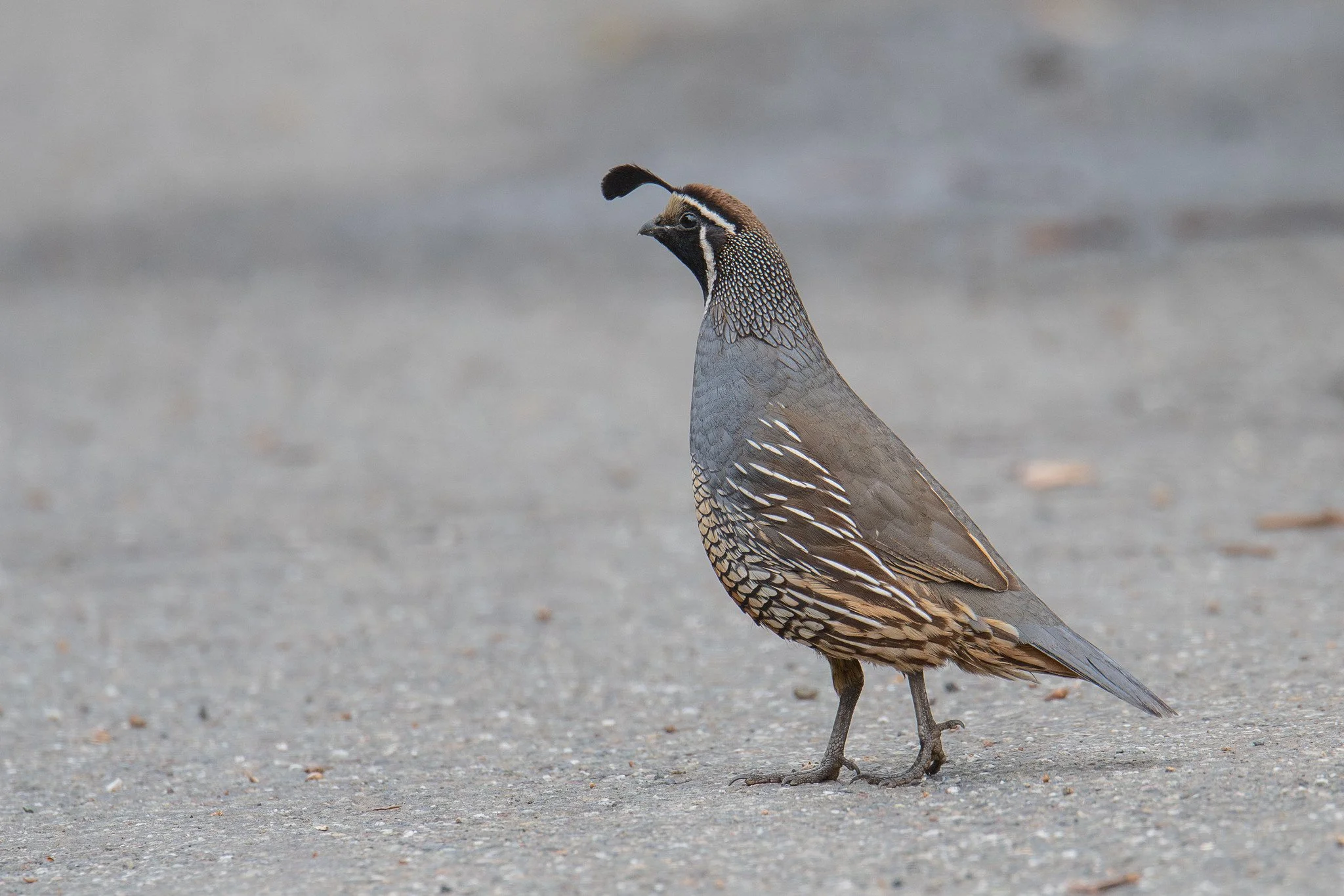 California Quail (Callipepla californica)