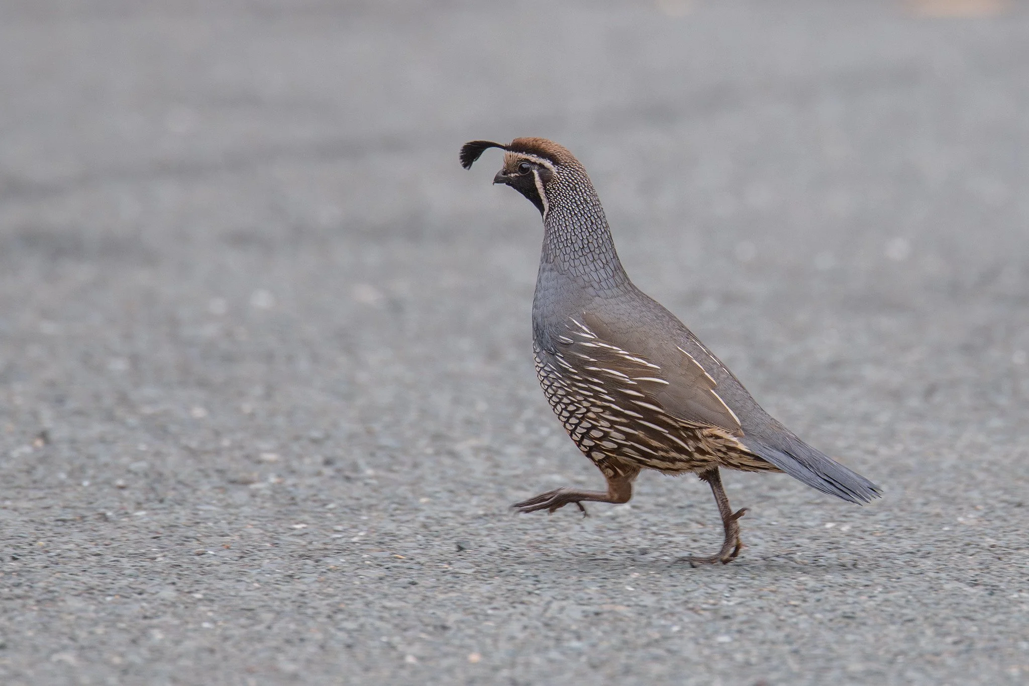 California Quail (Callipepla californica)