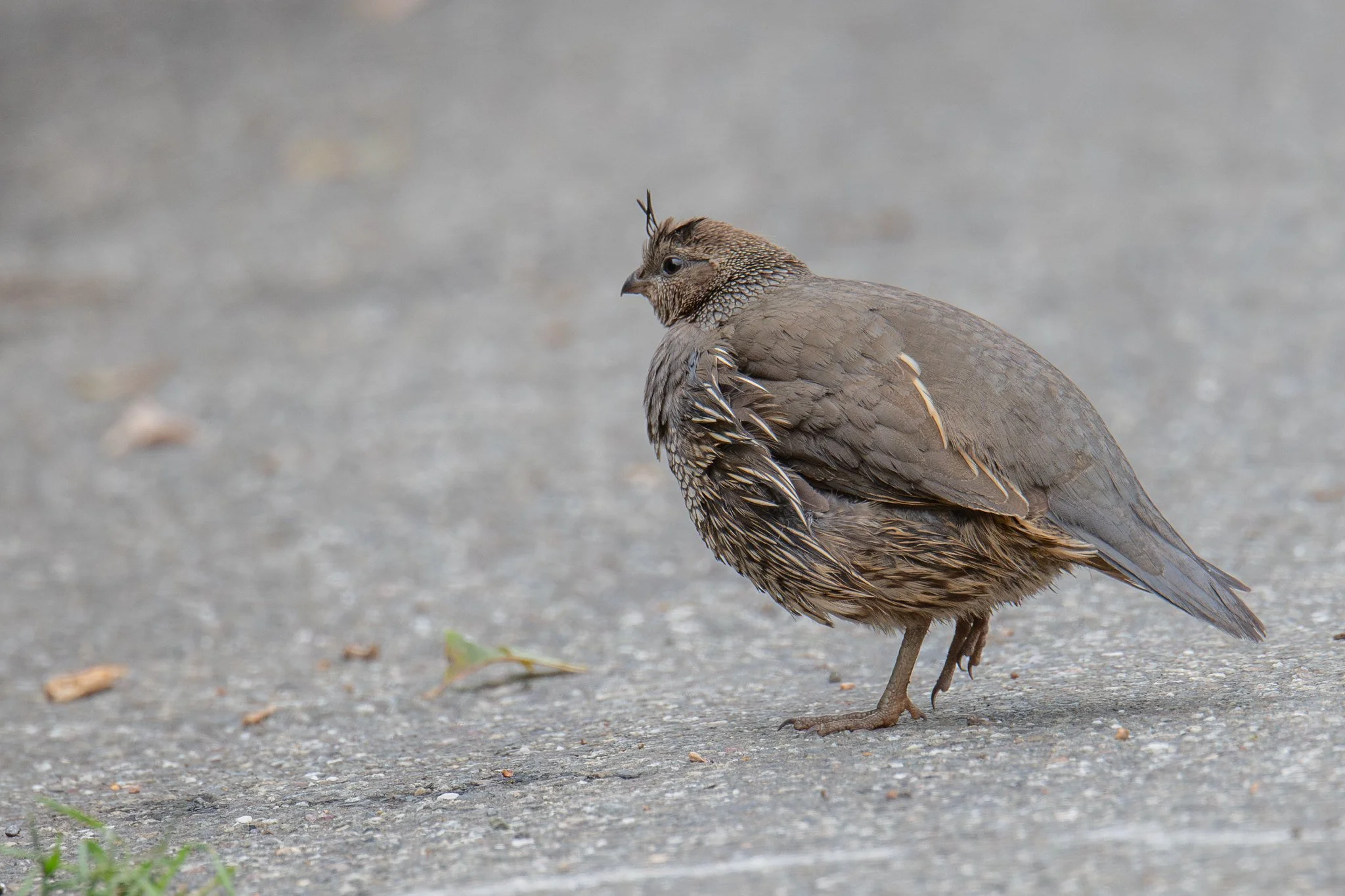 California Quail (Callipepla californica)