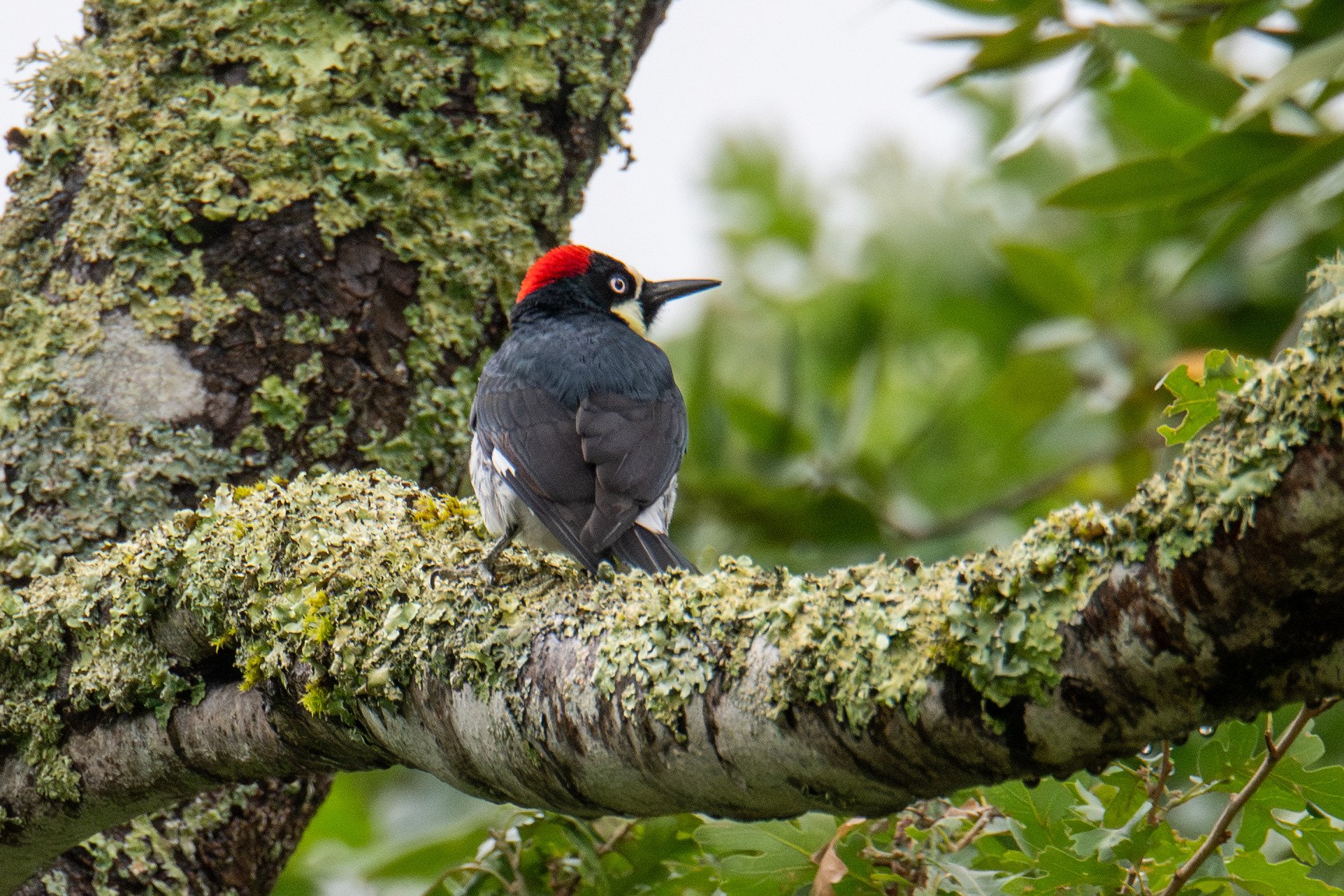 Acorn Woodpecker (Melanerpes formicivorus)