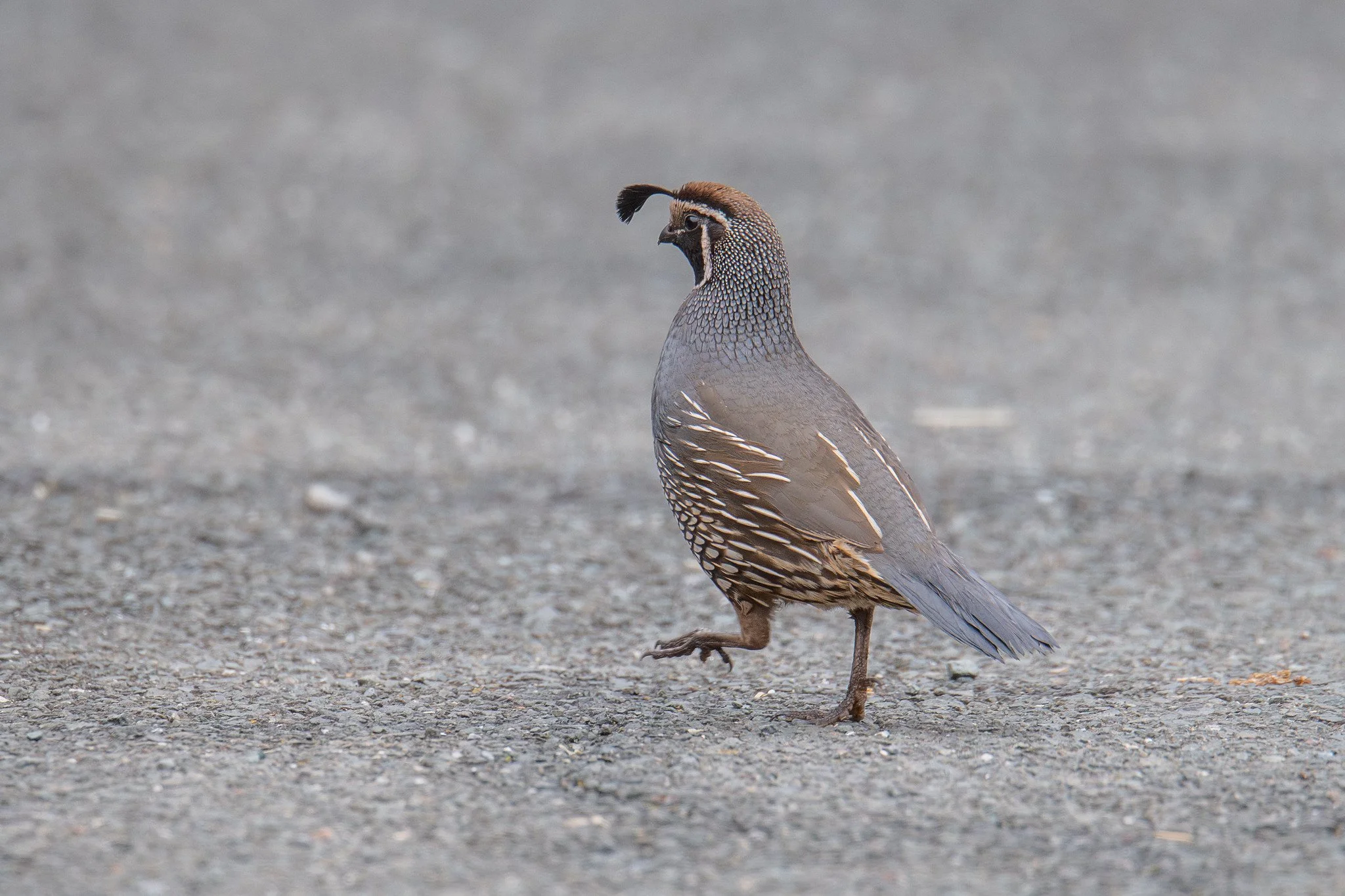 California Quail (Callipepla californica)