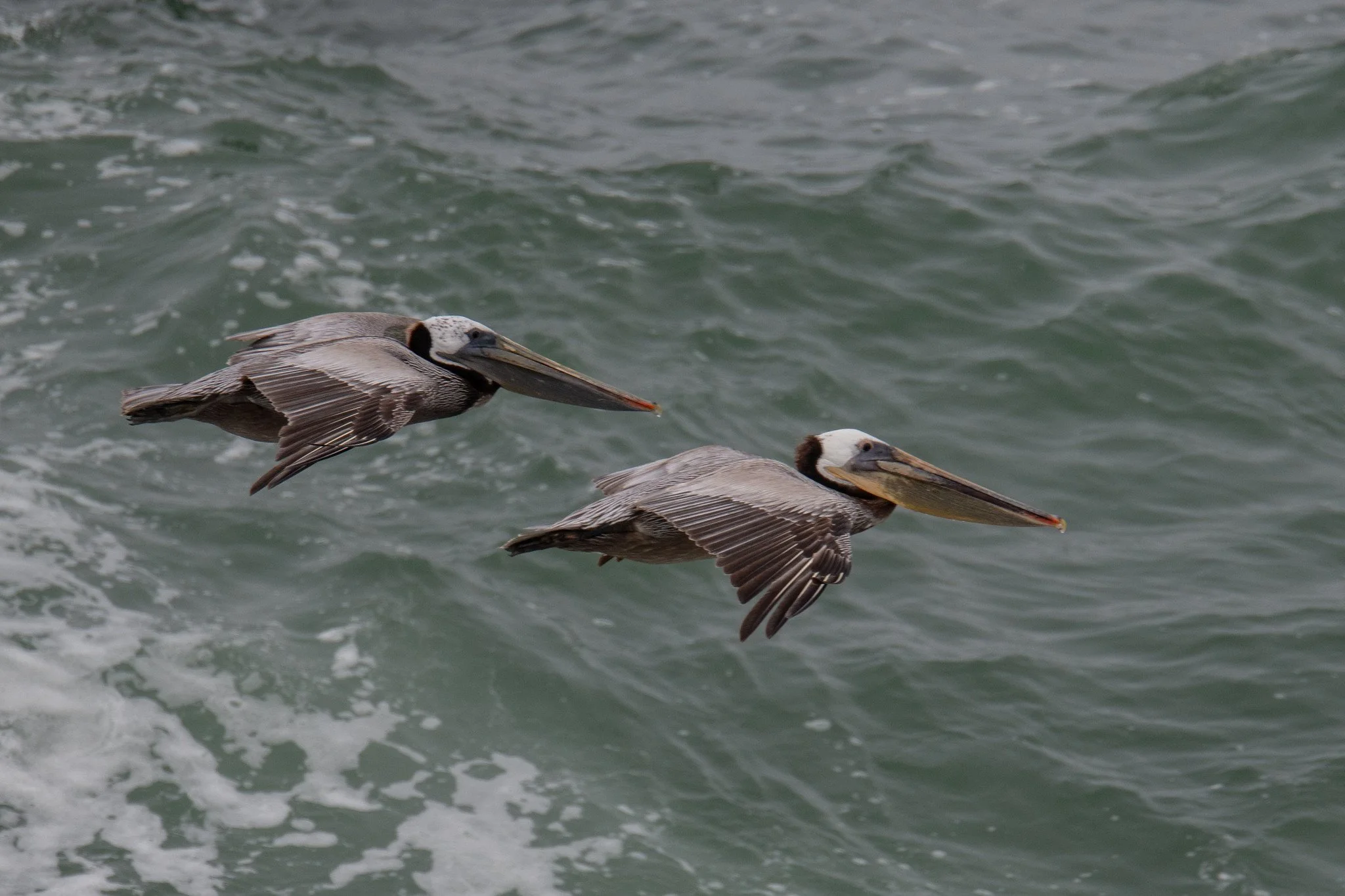Brown Pelican (Pelecanus occidentalis)